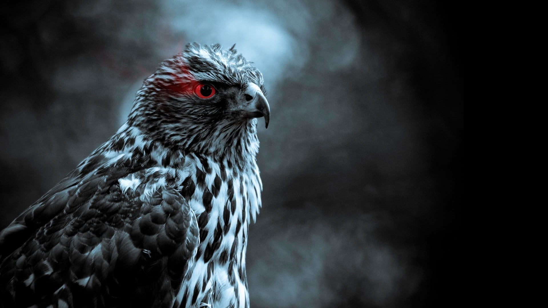 no people, bird of prey, red eyes, eagle, animal, profile view, photo, grayscale, focus on foreground, smoke, outdoors, animal wildlife, beak, close-up, HD Wallpaper