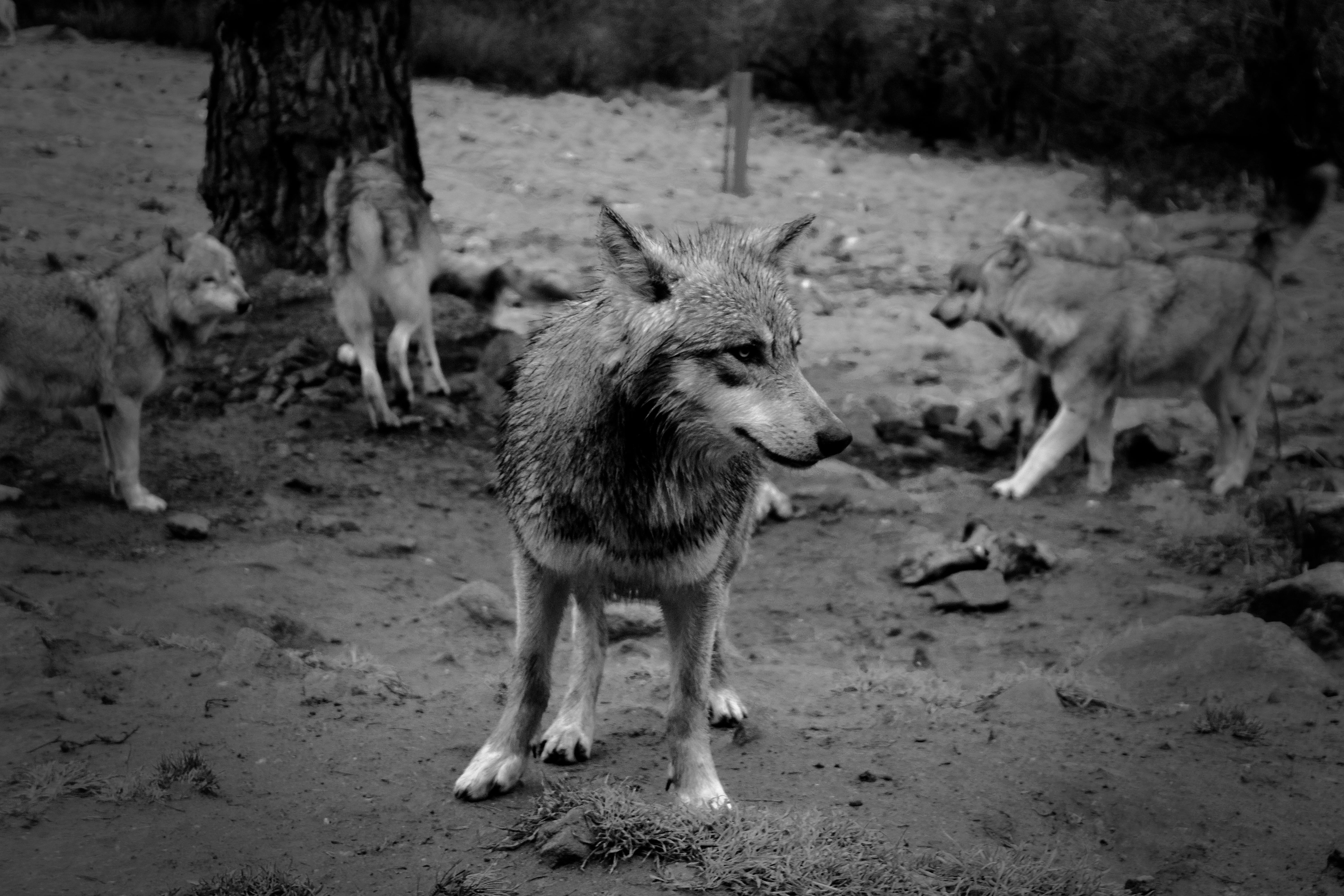 les loups du gévaudan, animal, france, group of animals, day, 5K, vertebrate, wolf, domestic animals, standing, domestic, herbivorous, animals in the wild, HD Wallpaper