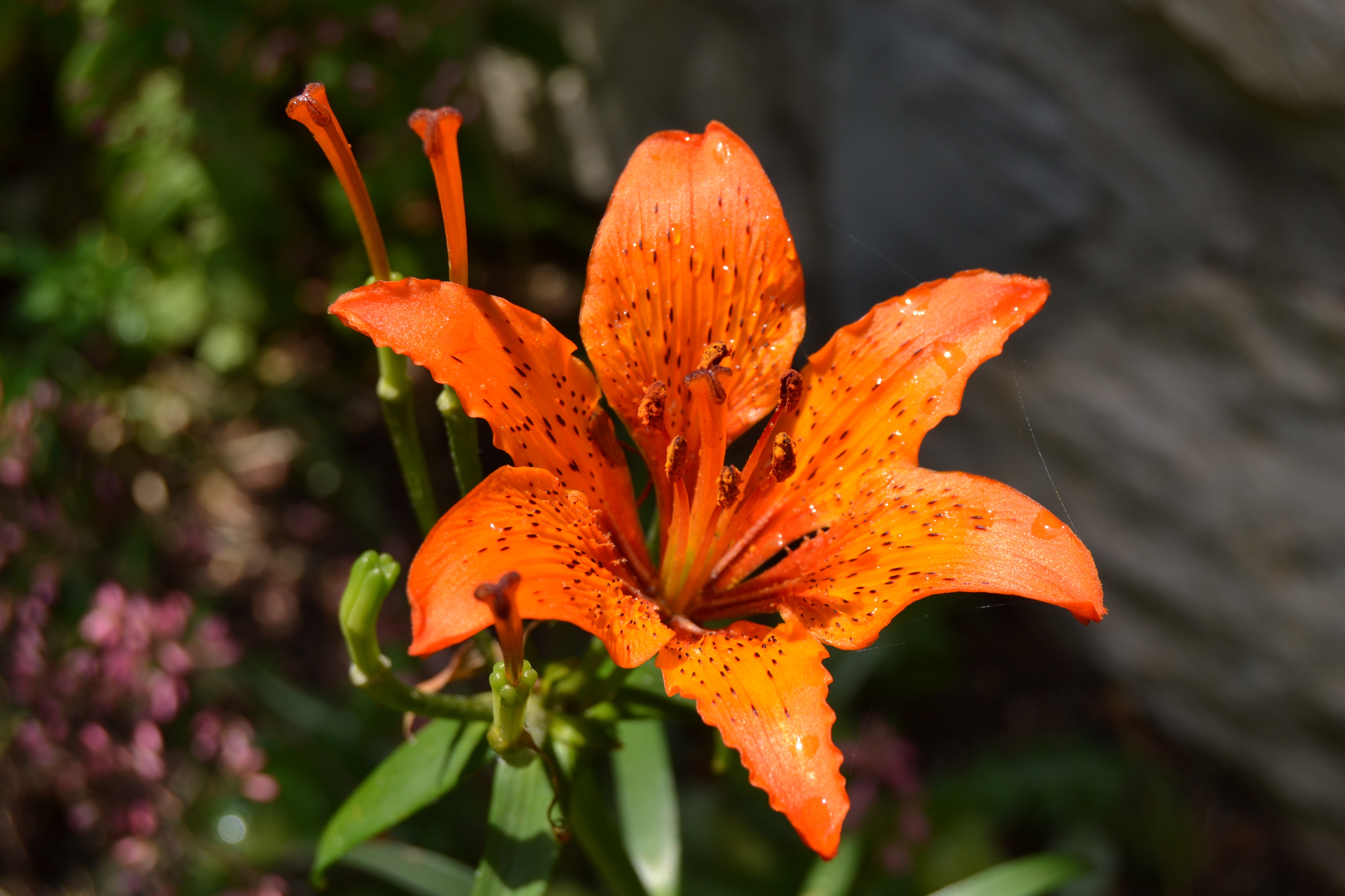 plant, pollen, yellow, beauty in nature, no people, freshness, botany, orange color, petal, orange, fragility, flower head, growth, vulnerability, mountains, HD Wallpaper
