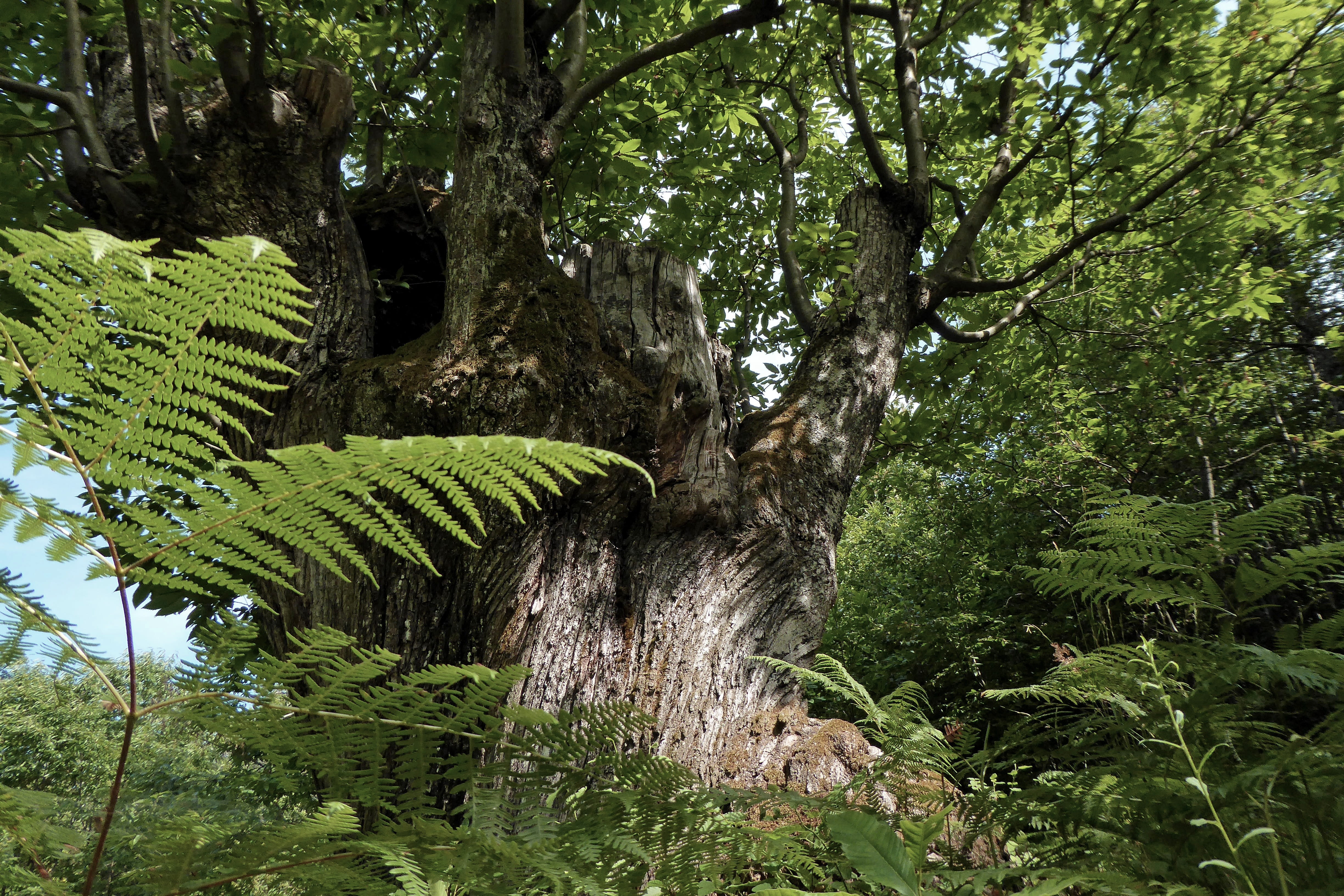 trunk, green, scenics - nature, low angle view, fern, rainforest, land, 4K, growth, day, outdoors, tranquility, chestnut, tranquil scene, tree, leaf, green color, HD Wallpaper