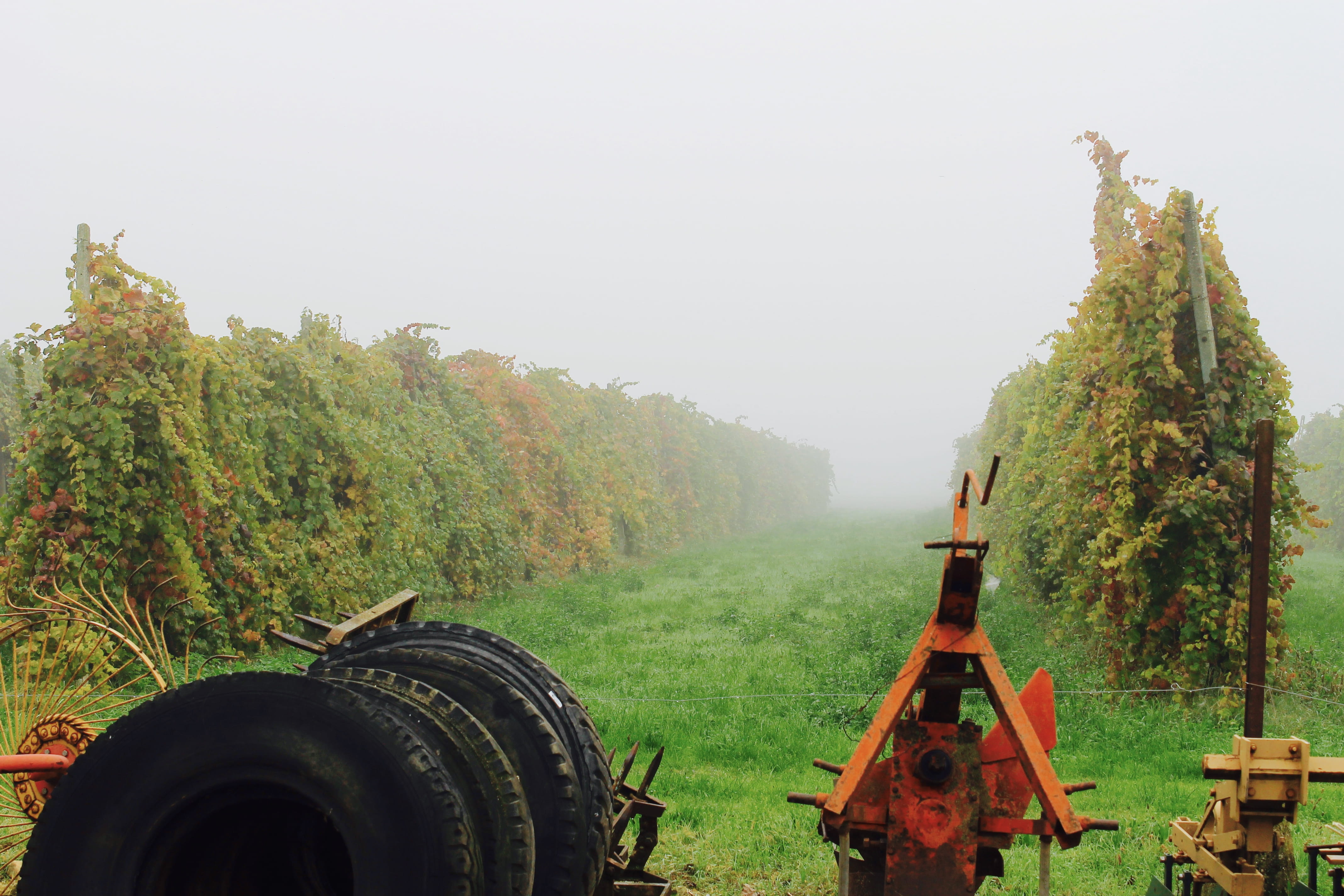 graphes, vineyard, wines, machinery, day, land, agricultural equipment, scenics - nature, italy, 4K, landscape, cheese, fog, plant, outdoors, agricultural machinery, HD Wallpaper