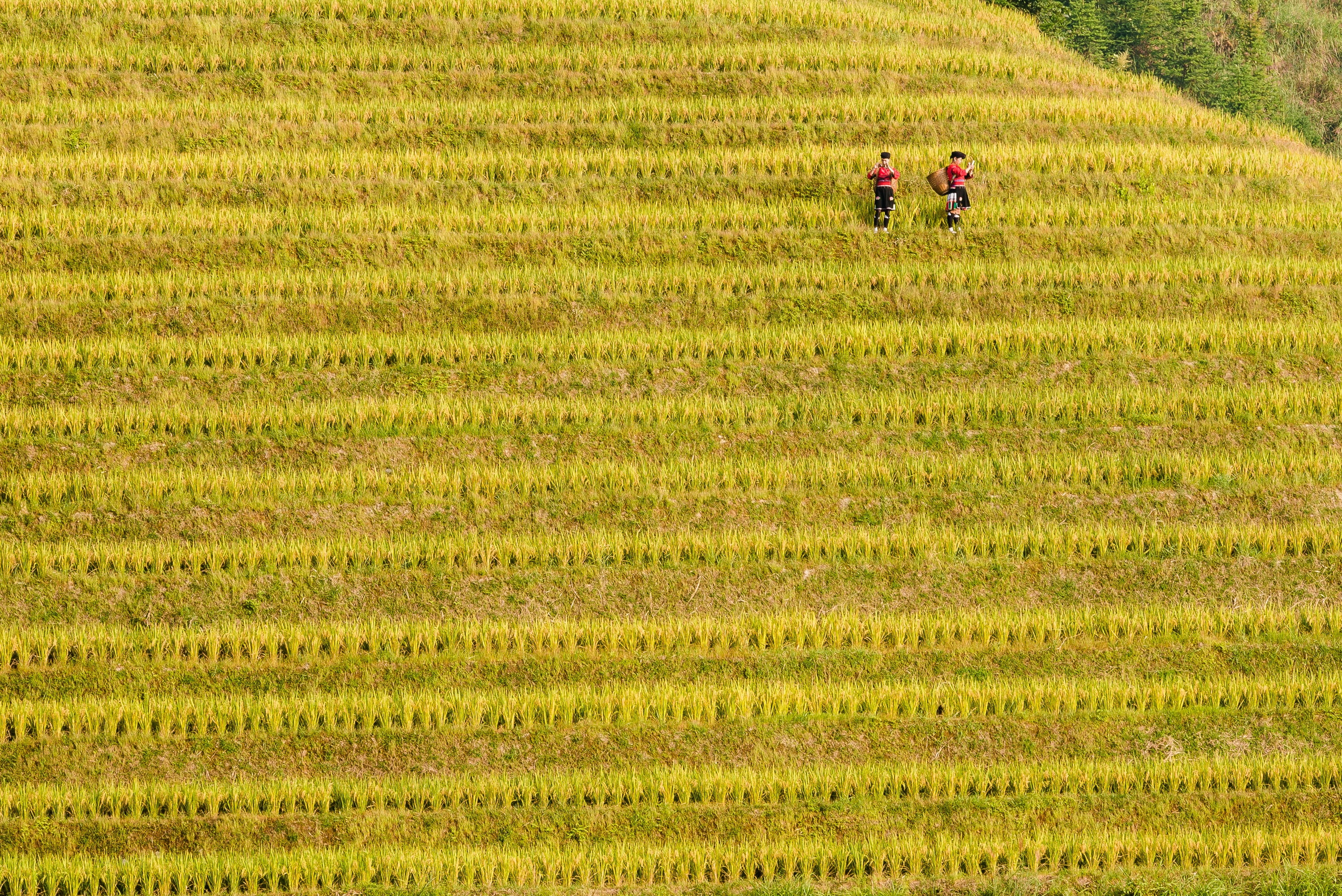 agriculture, adult, rice - cereal plant, green color, growth, borisovites, nature, rural scene, field, rice, landscape, environment, gardening, farm worker, HD Wallpaper