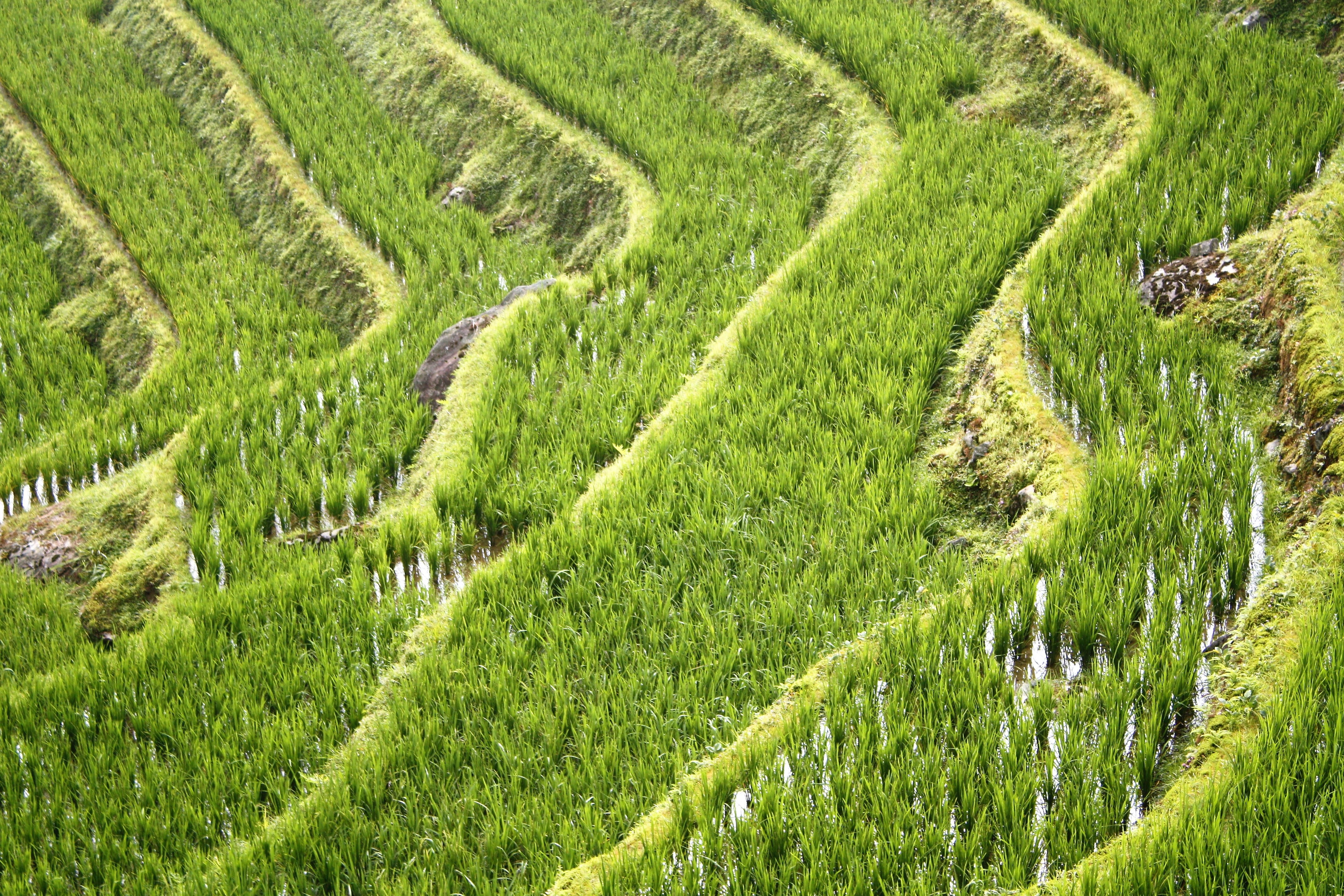 tranquil scene, tranquility, no people, plant, landscape, china, rural scene, agriculture, plantation, field, plants, lush foliage, longji, guillin, rice fields, HD Wallpaper