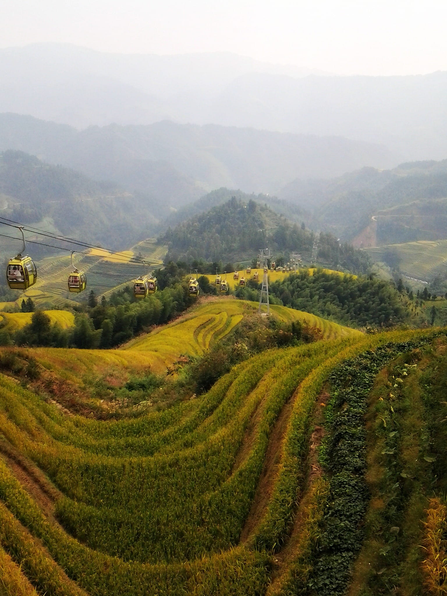 1080P, beauty in nature, green color, rural scene, tea crop, plant, tranquil scene, rice terraces, longji rice terraces, tree, growth, mountain, mountain range, Phone HD Wallpaper