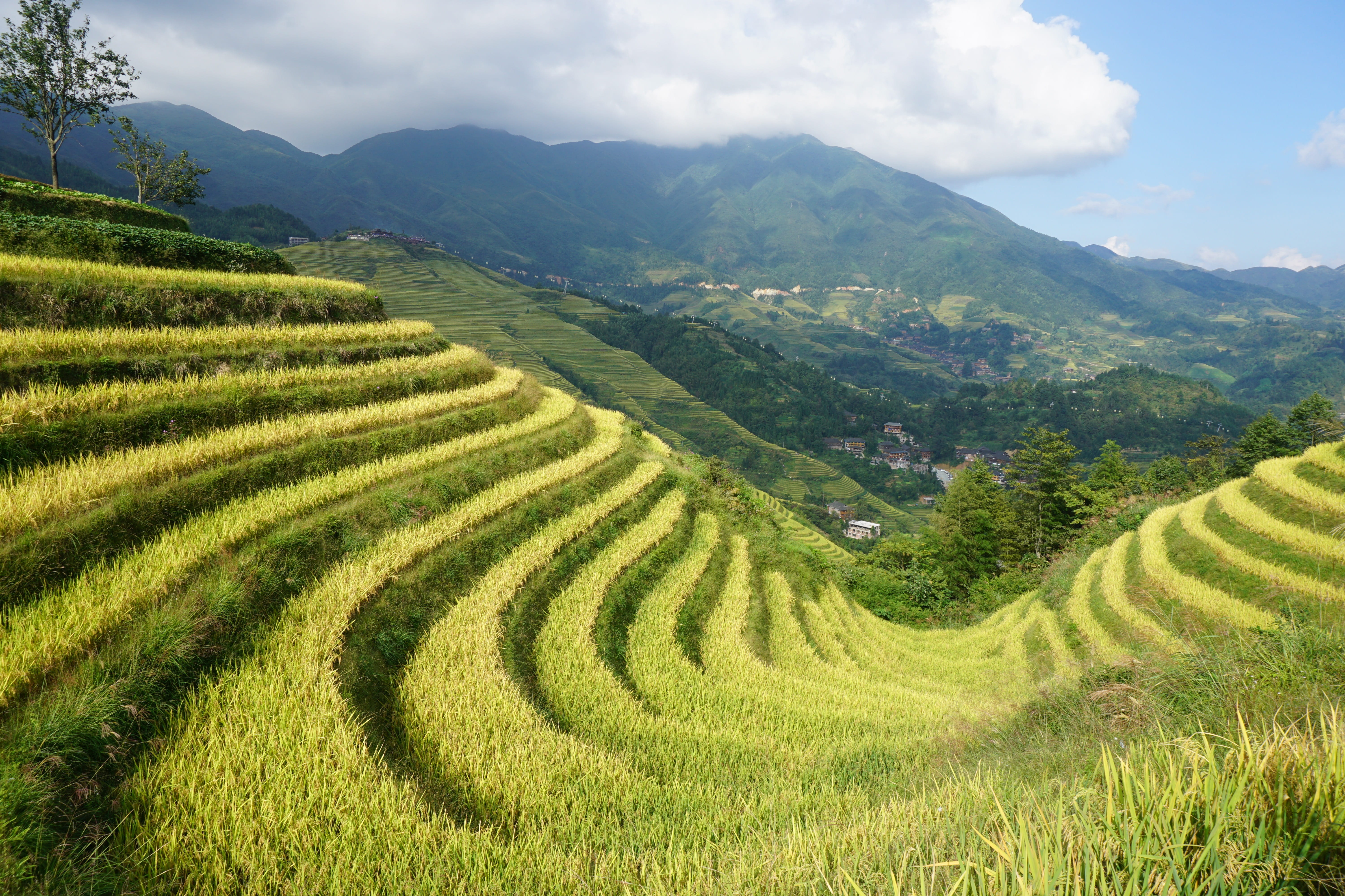 scenics - nature, rice - cereal plant, terrace, tranquil scene, sky, landscape, mountain range, mountain, dragons back, longji, plantation, no people, growth, HD Wallpaper