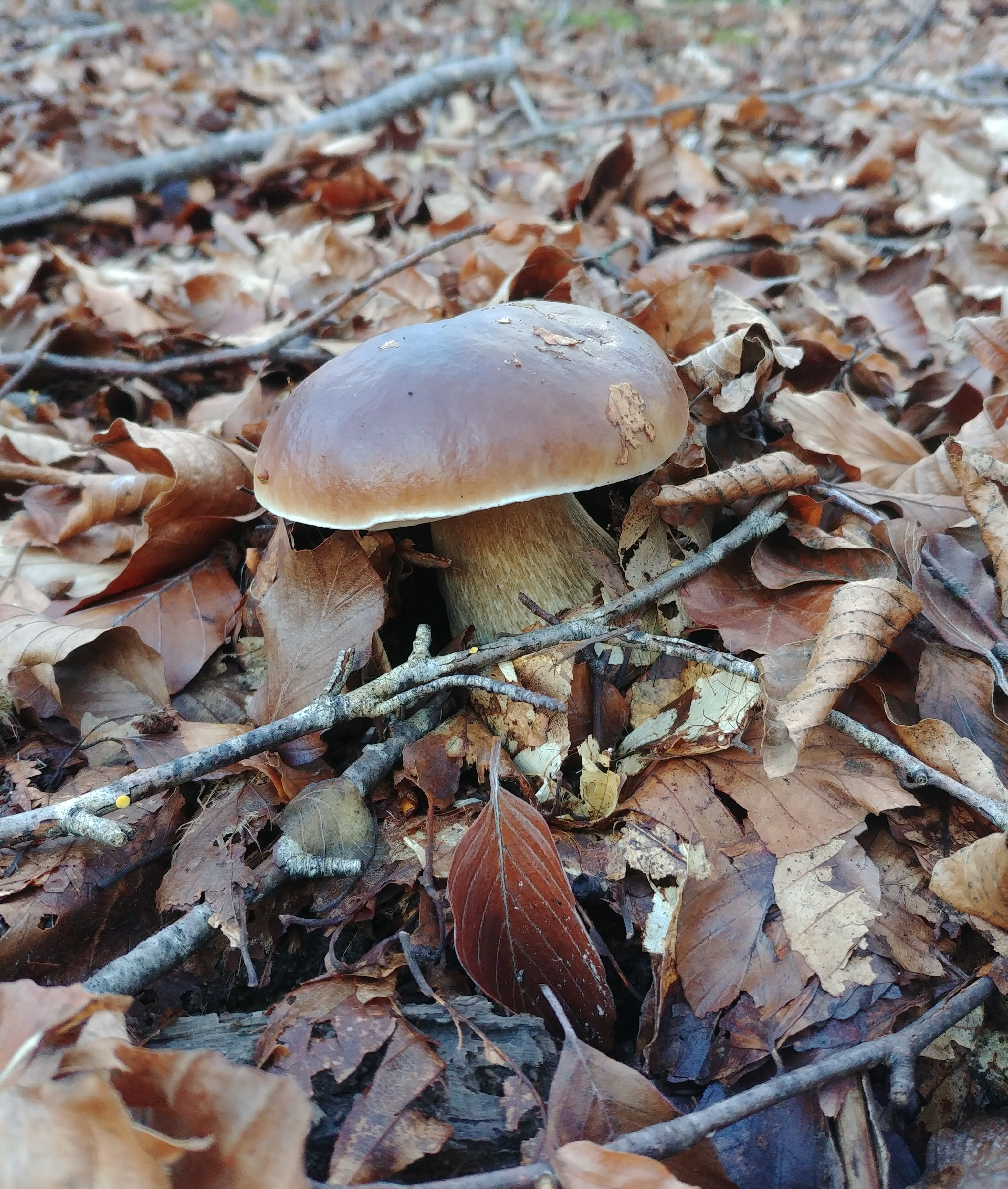 plant part, fragility, mushrom, edible mushroom, beauty in nature, vulnerability, outdoors, autumn, field, nature, fungus, 2K, close-up, reggio emilia, Phone HD Wallpaper