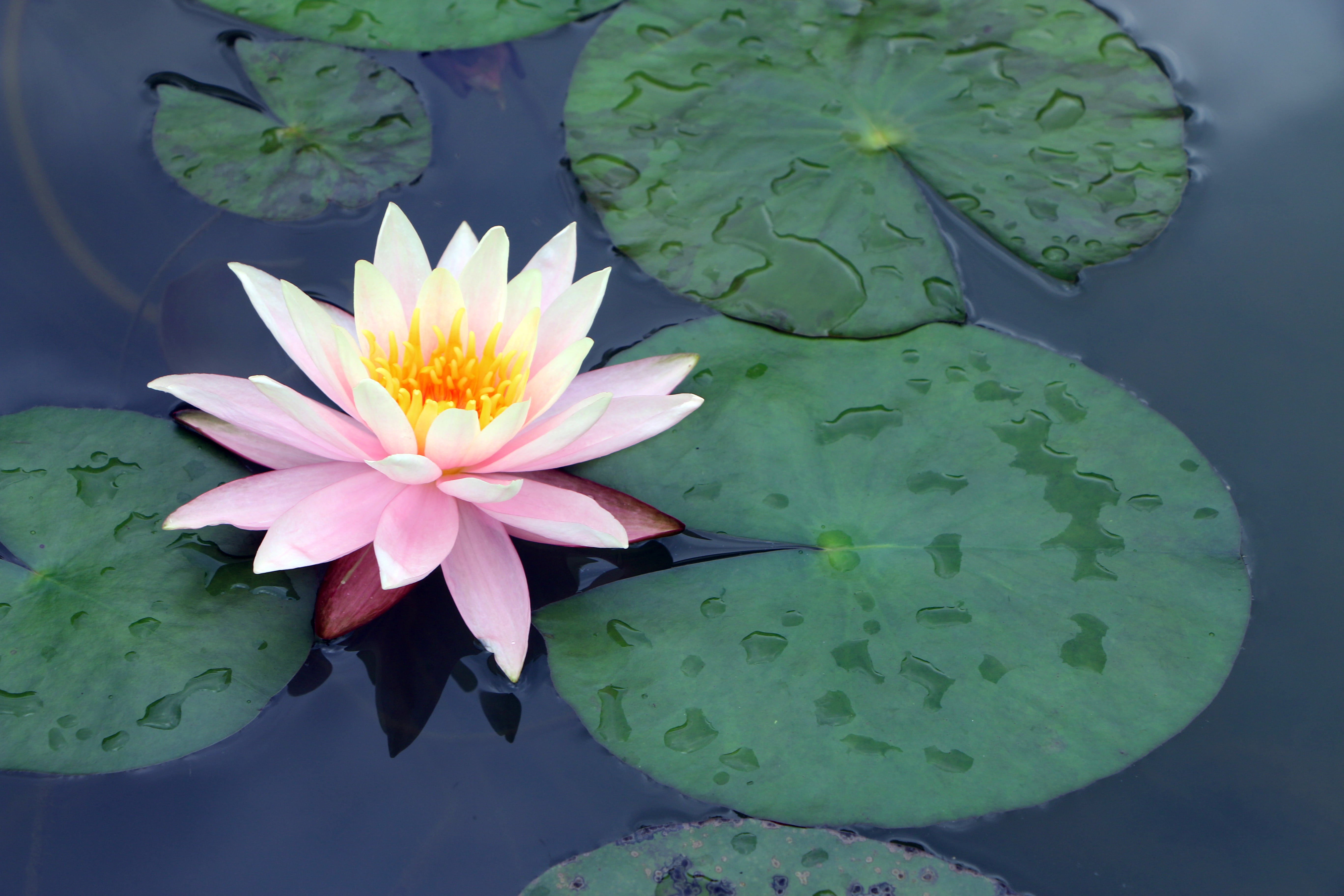 purple, freshness, plant, outdoors, vulnerability, pollen, flowering plant, 5K, leaves, floating, beauty in nature, water lily, garden expo, inflorescence, HD Wallpaper