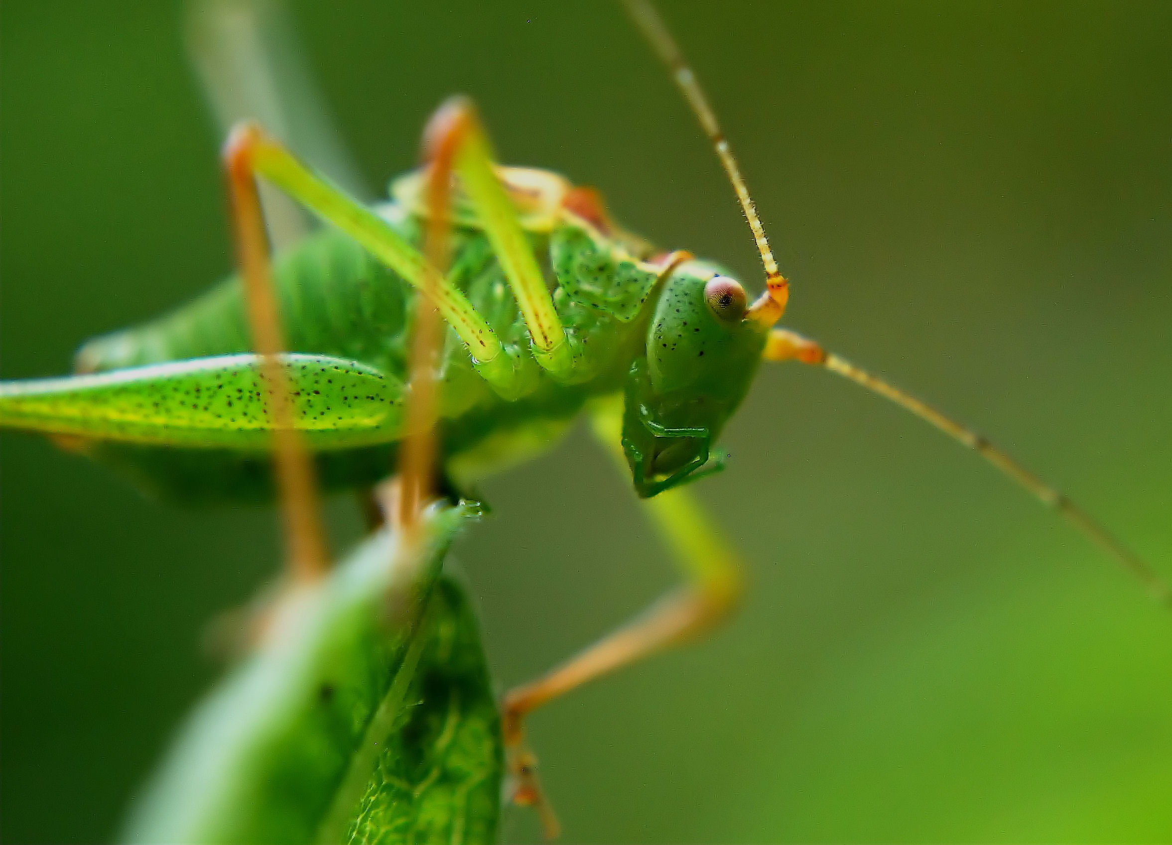 green Color, locust, 1080P, animal themes, green, close-up, insects, small, focus on foreground, growth, animal eye, grasshopper, selective focus, plant part, HD Wallpaper