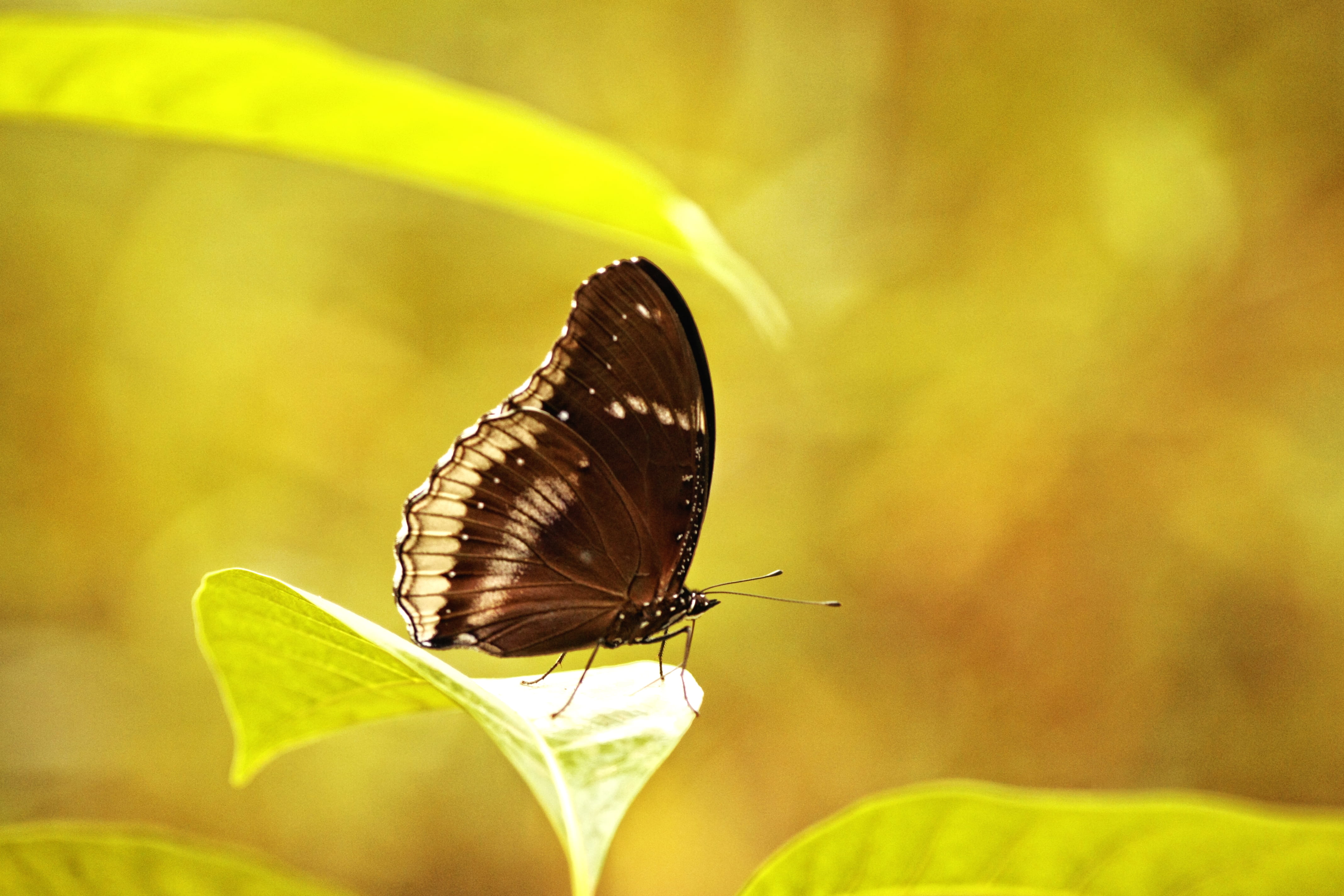 fragility, animal body part, wings, no people, outdoors, yellow, thailand, flower, animal, animal wildlife, animal themes, plant, pollination, insect, leafe, HD Wallpaper