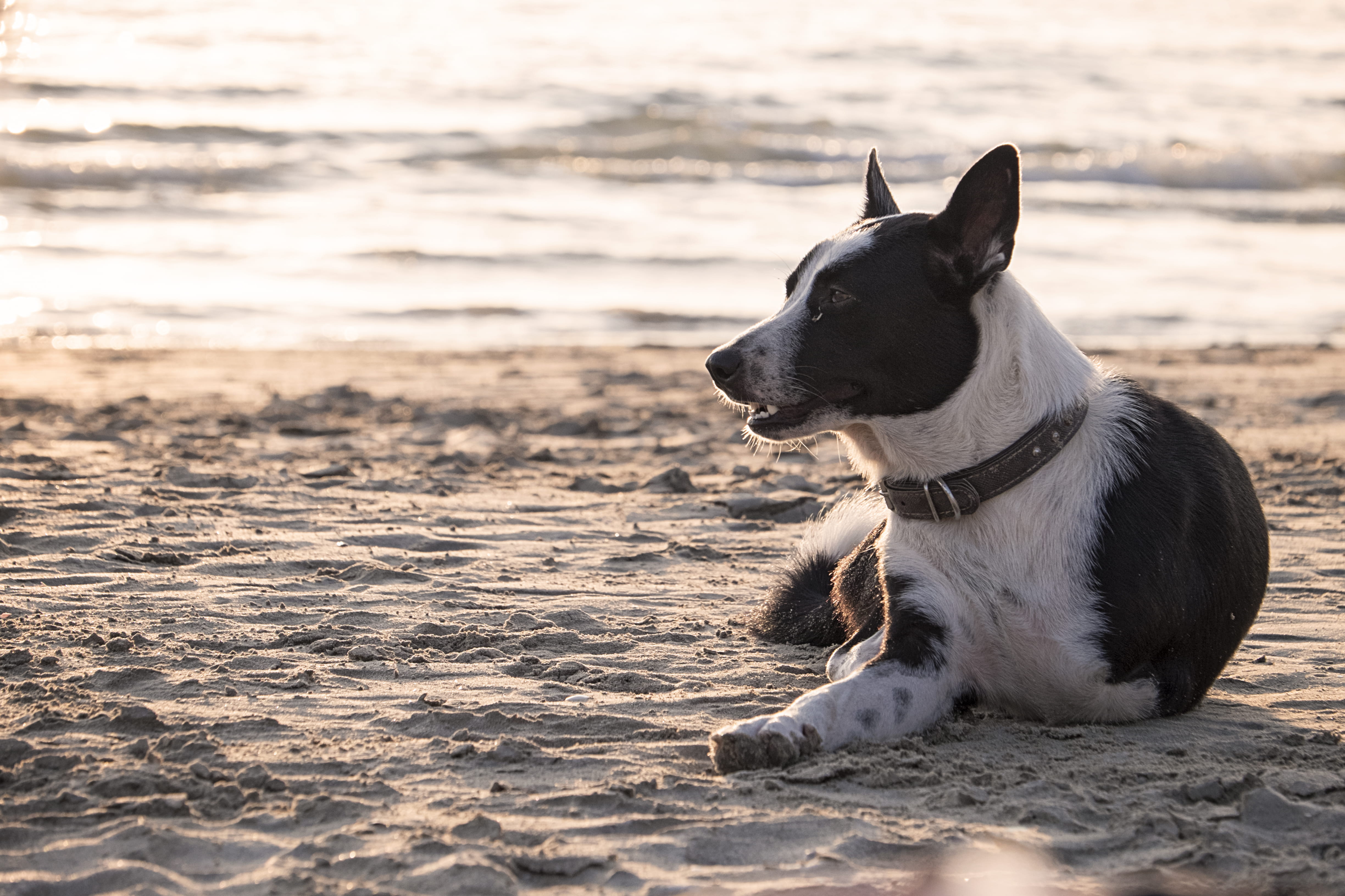 ko lanta, thailand, looking away, pets, no people, vertebrate, land, dog, water, domestic animals, outdoors, one animal, nature, focus on foreground, 4K, HD Wallpaper