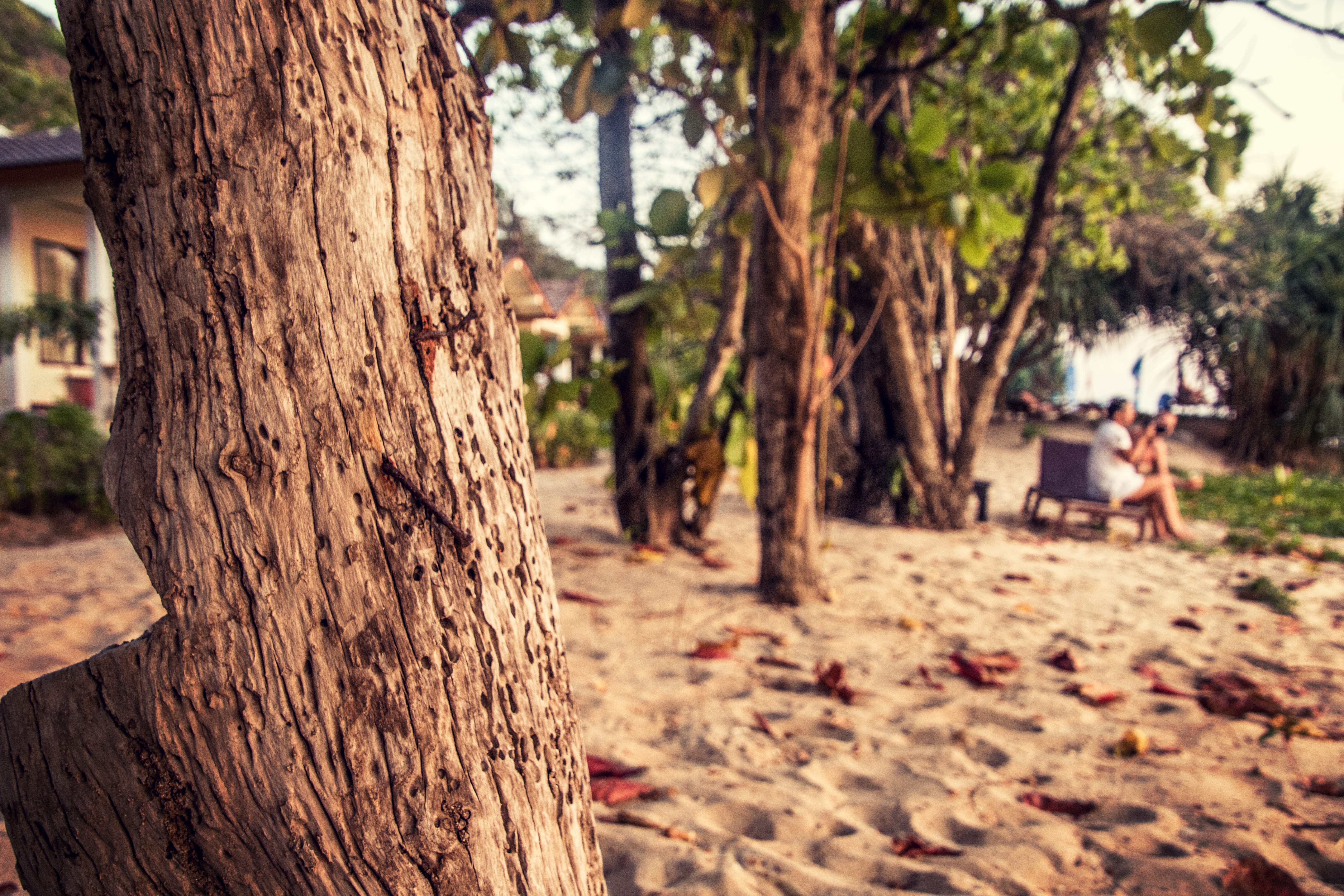 built structure, park, close-up, travel, person, outdoors, beach, bark, ko lanta, thailand, redwood, light, flare, growth, land, nature, incidental people, HD Wallpaper