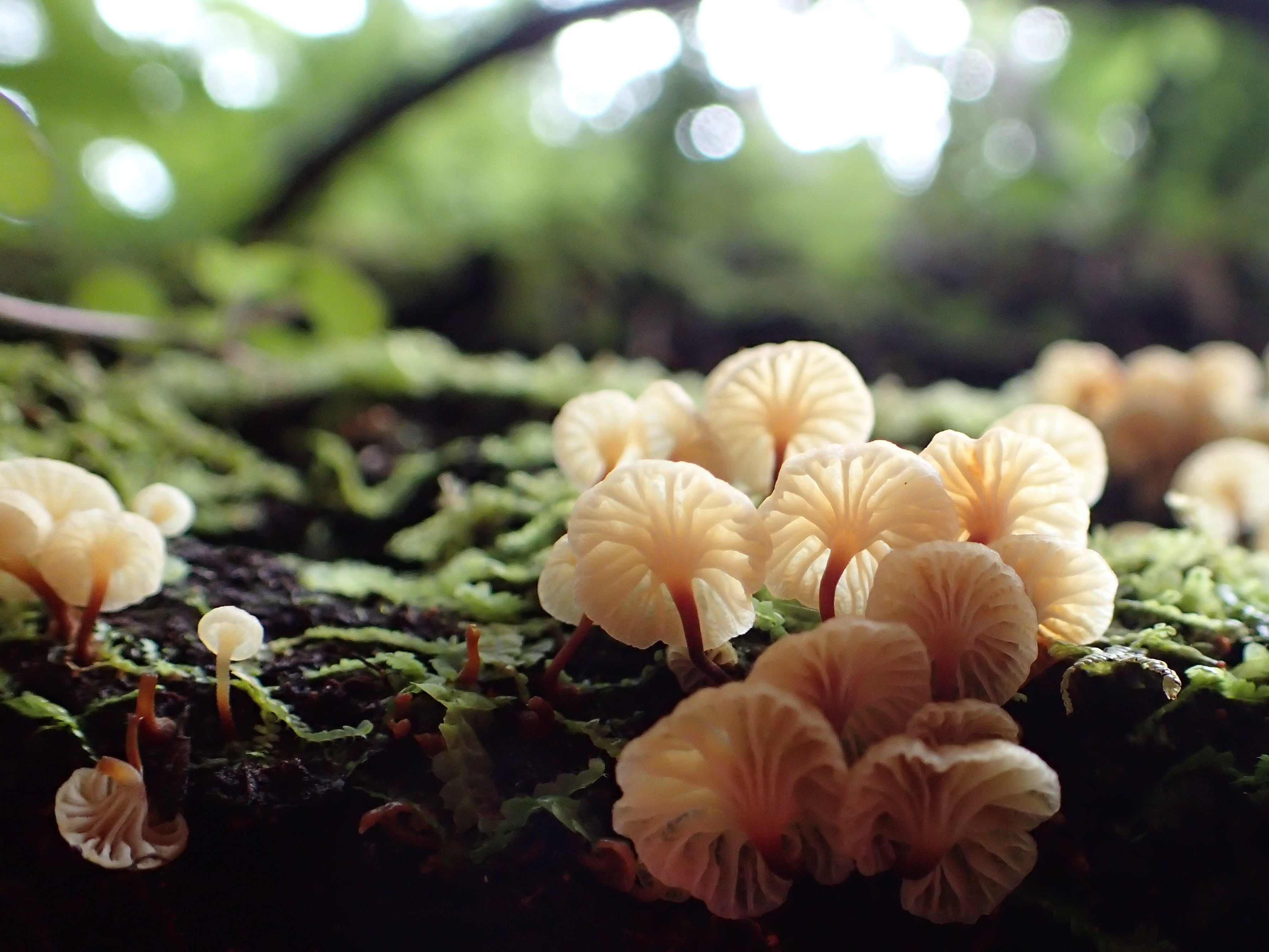 beauty in nature, vulnerability, growth, petal, flower head, outdoors, new zealand, freshness, nature, botany, bush fungi, 2K, springtime, inflorescence, HD Wallpaper