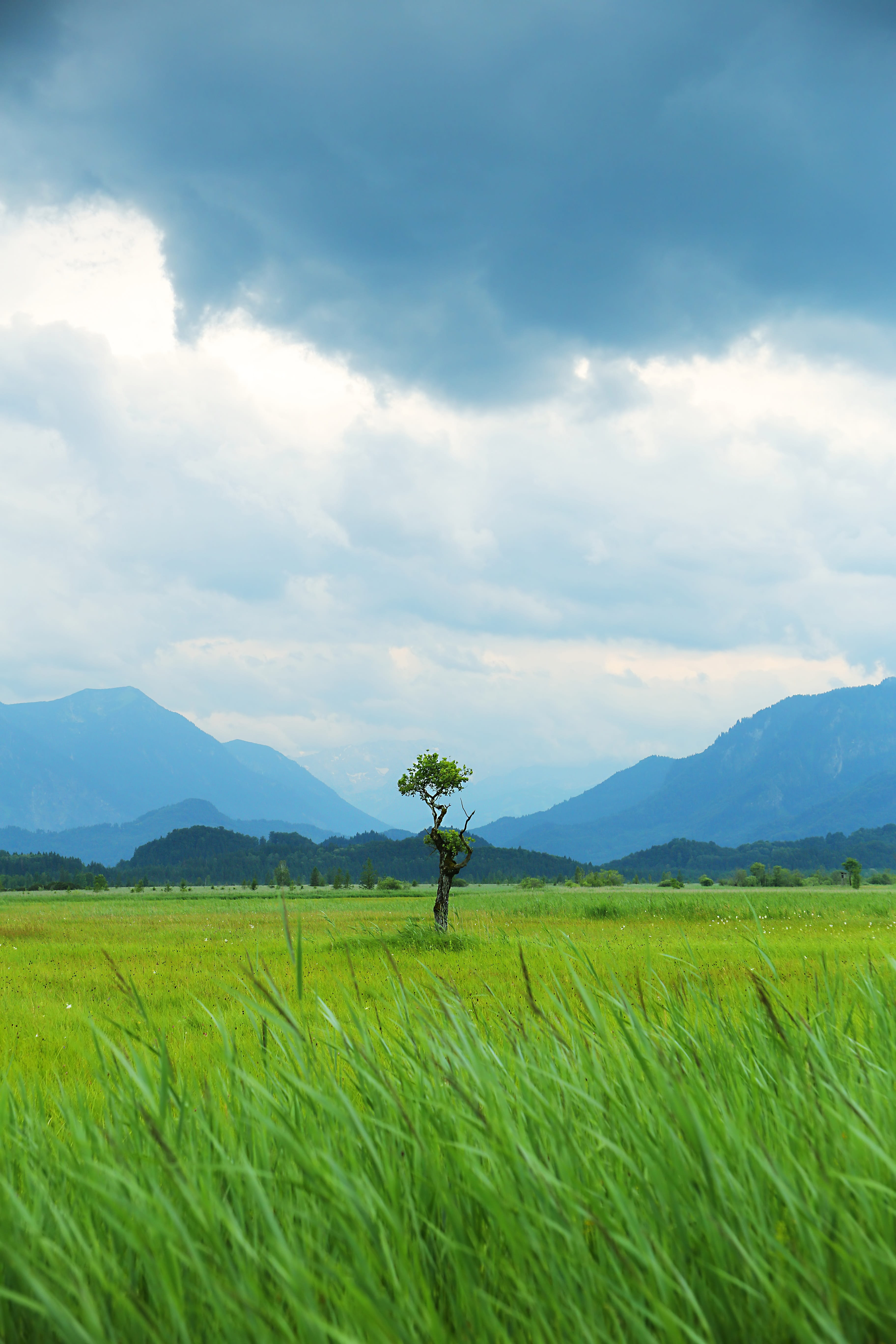 day, Nature Reserve, mountains, no people, growth, outdoors, nature, Moor, allgäu, vertical, 5K, land, cloud - sky, vegetation, scenics - nature, reed, Phone HD Wallpaper