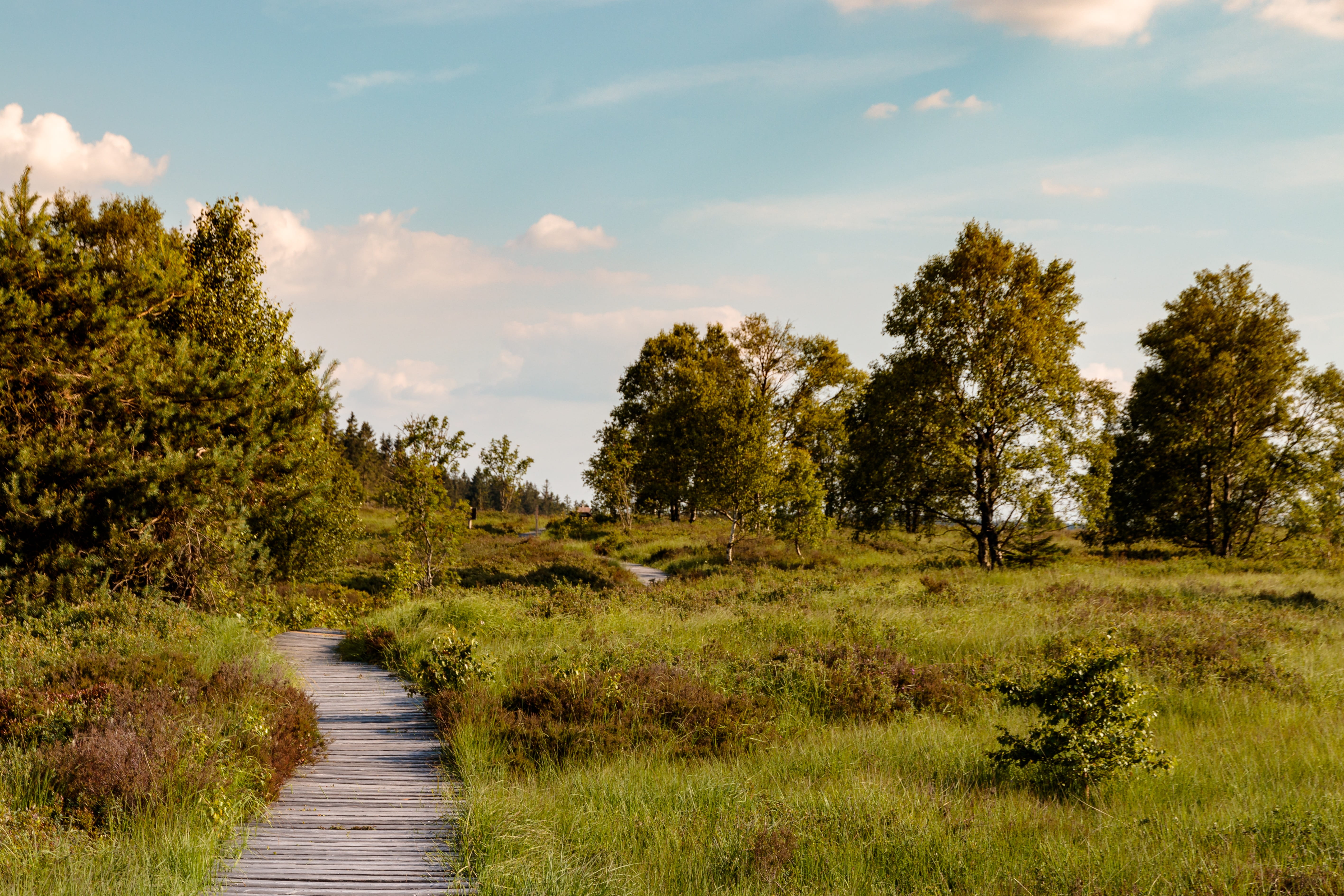 direction, the way forward, cloud - sky, nature reserve, beauty in nature, plant, swamp, nature, grass, tranquil scene, tree, growth, sky, belgium, heathland, HD Wallpaper