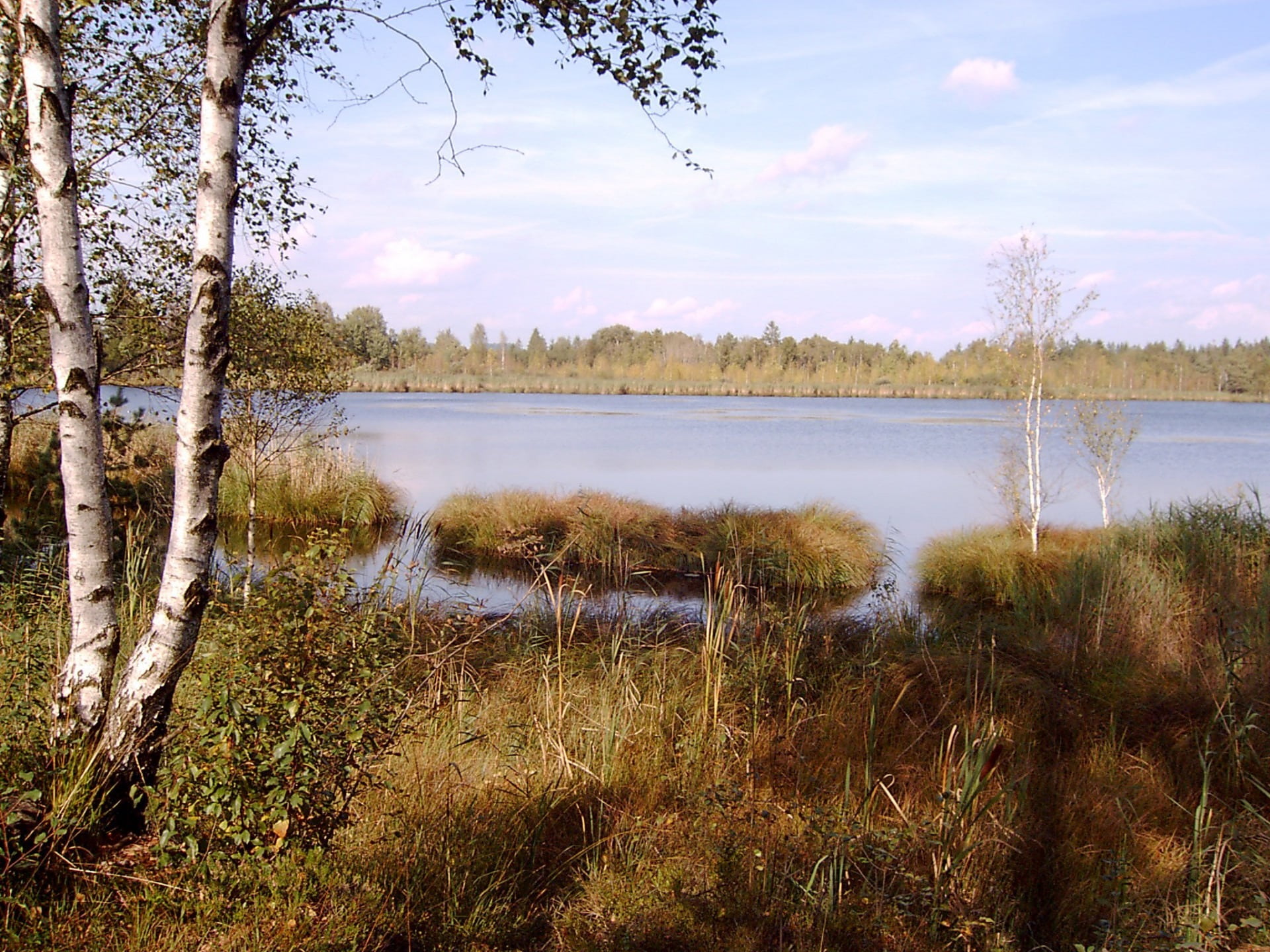 rest, scenics - nature, waters, tranquility, day, land, non-urban scene, scenics, wurzacher ried, birch, water, tranquil scene, lake, plant, beauty in nature, HD Wallpaper