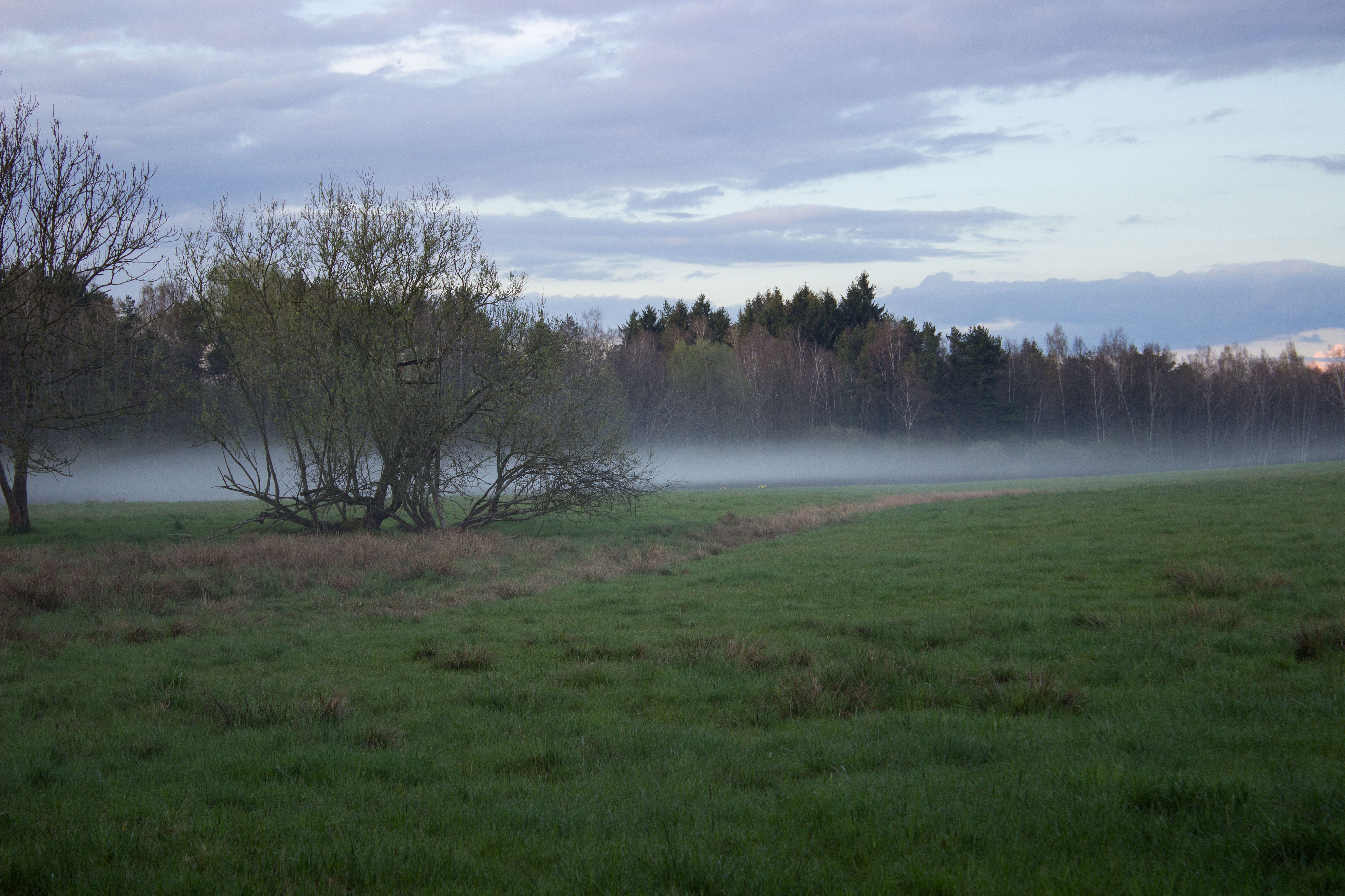 scenics - nature, tranquil scene, land, 5K, abendstimmung, day, tree, landscape, growth, field, beauty in nature, cloud - sky, no people, nature, outdoors, HD Wallpaper