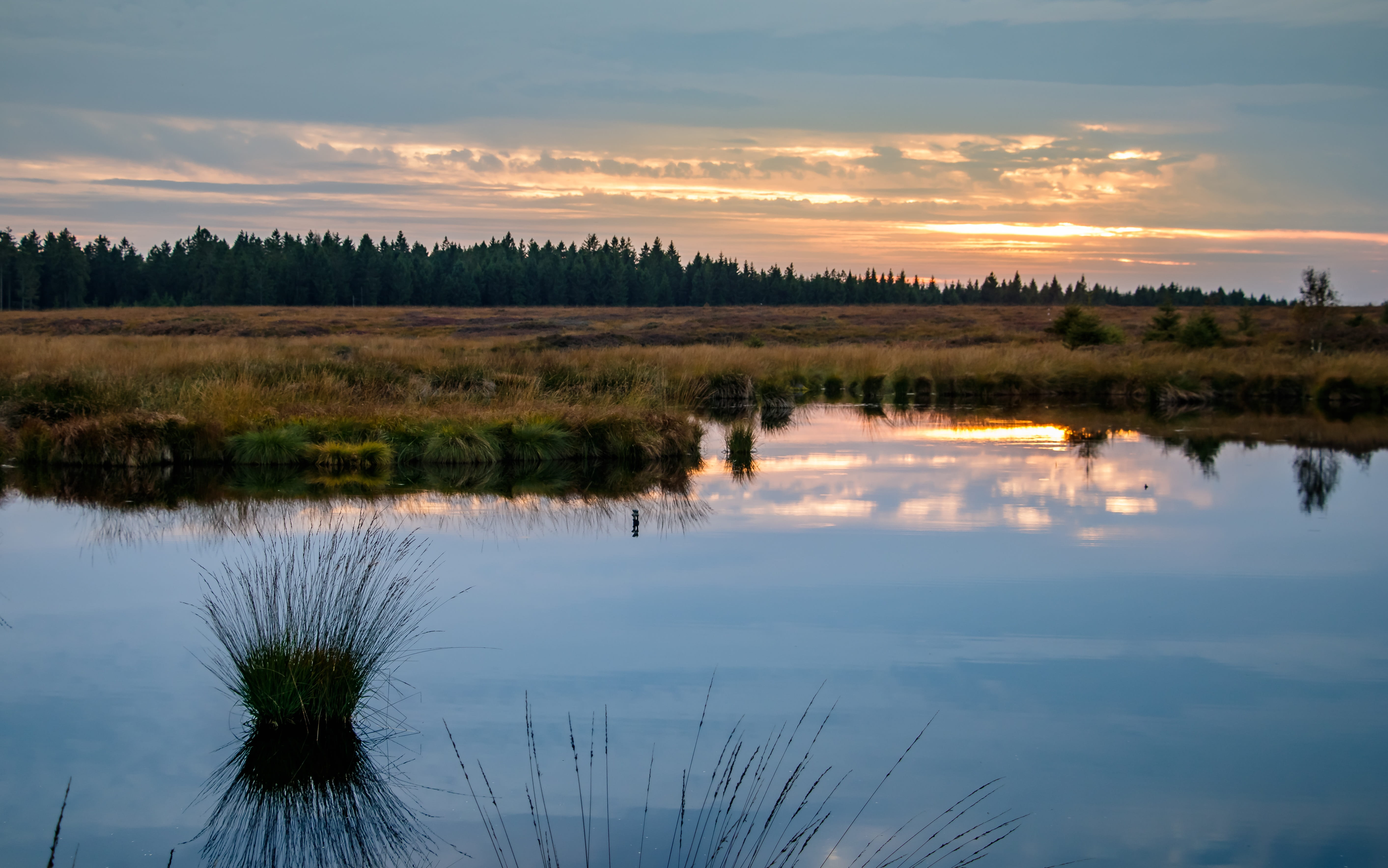 water, national park, scenics - nature, mirroring, wetland, swamp, plant, sky, 5K, outdoors, moor, growth, tranquility, nature reserve, tree, sunset, marsh, HD Wallpaper