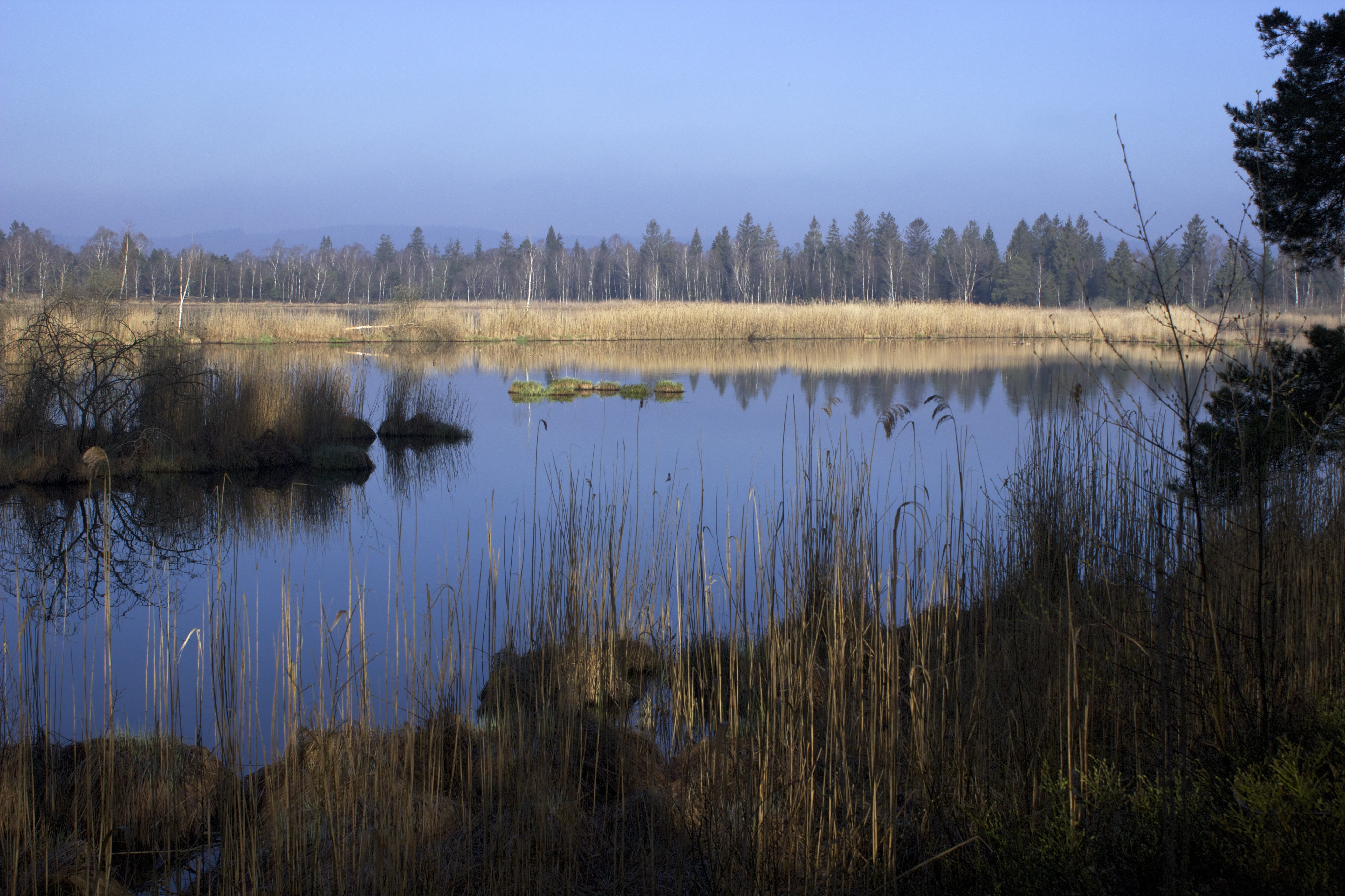 tranquility, outdoors, non-urban scene, scenics - nature, bad wurzach, moor, landscape, lake, moorland, water, nature reserve, idyllic, plant, tranquil scene, HD Wallpaper