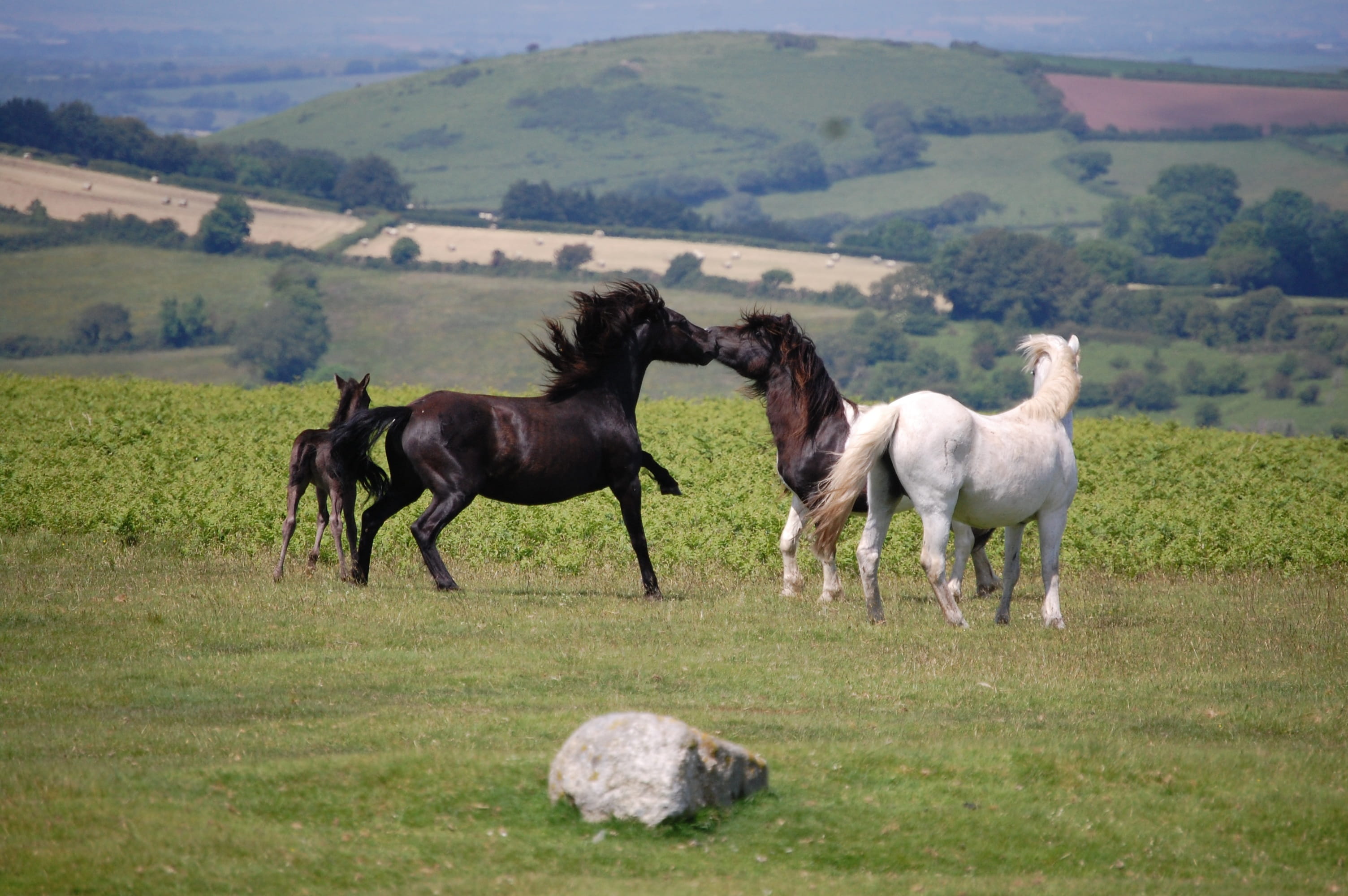 no people, Devon, Dartmoor Ponies, group of animals, day, Mare, plant, domestic, pets, Stallion, animal, field, outdoors, animal wildlife, livestock, 2K, HD Wallpaper