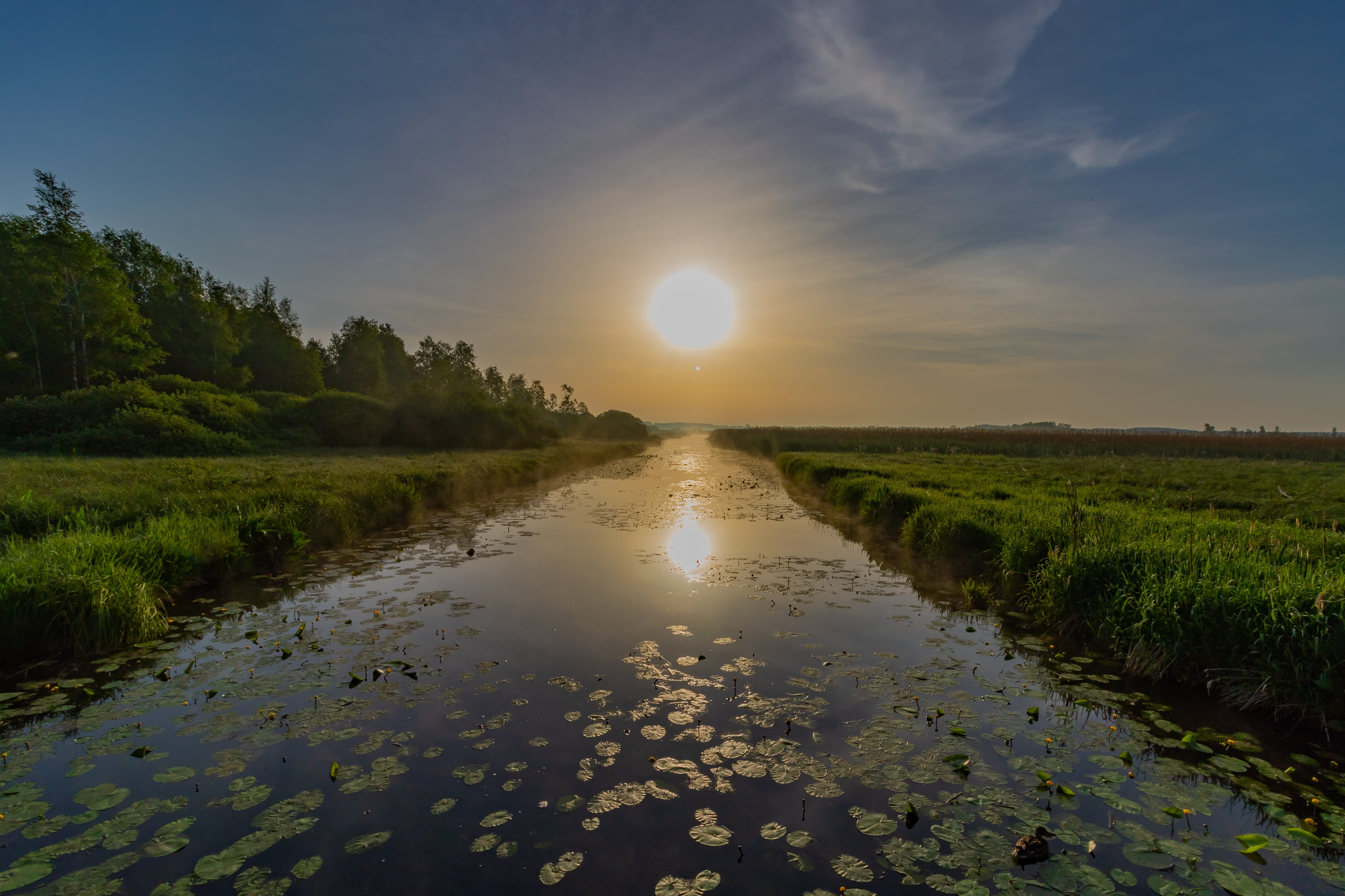 beauty in nature, riedsee, plant, no people, environment, waters, sunlight, reed, idyllic, growth, tranquility, marsh, mood, tranquil scene, nature, lake, HD Wallpaper