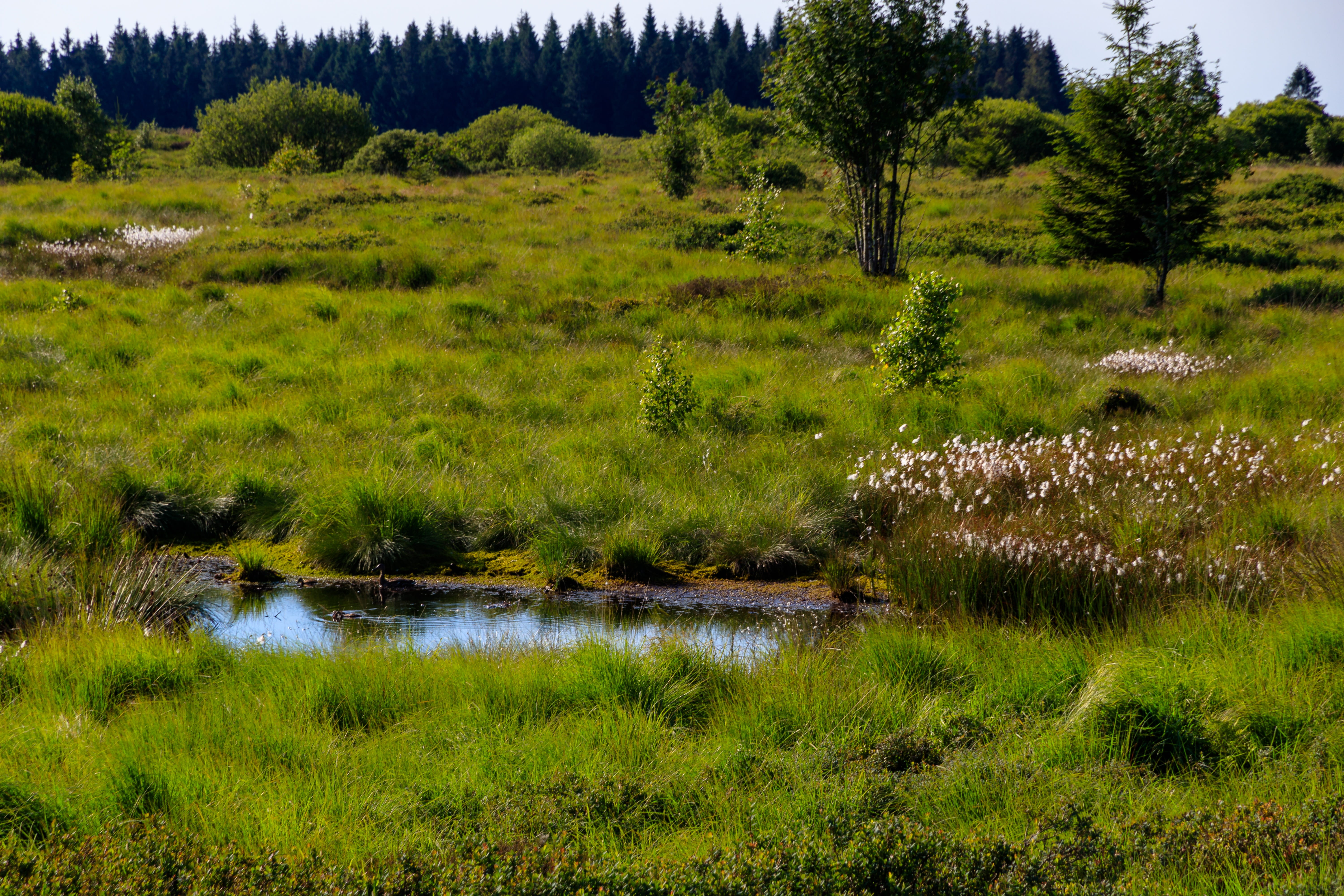 plant, moor grass, marsh, tranquil scene, moorland, non-urban scene, belgium, beauty in nature, field, day, heathland, no people, moor, green color, swampy, HD Wallpaper