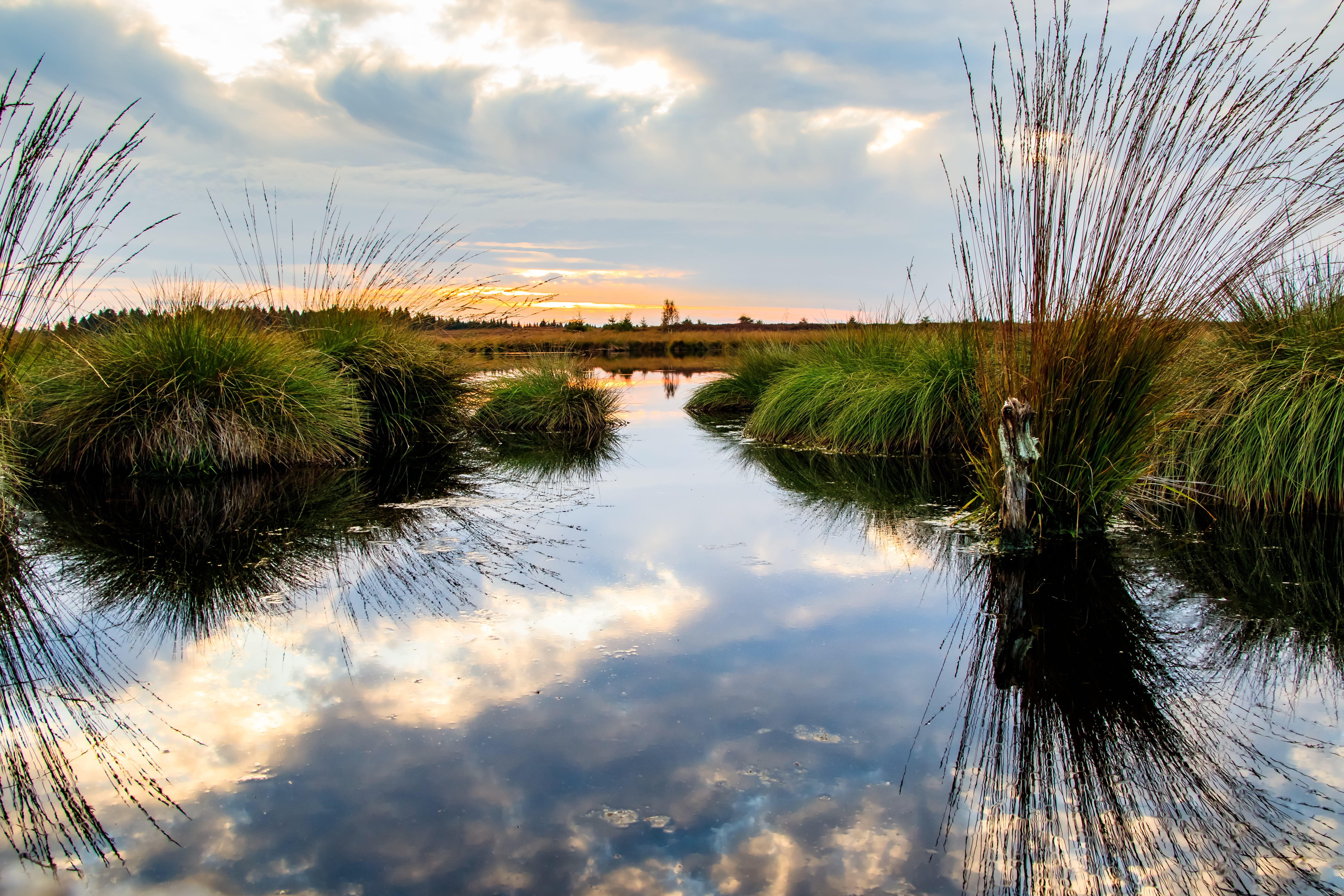 tranquility, scenics - nature, marsh, grasses, grass, high veen, no people, heathland, outdoors, nature conservation, waterfront, cloudy, reflection, heide, HD Wallpaper
