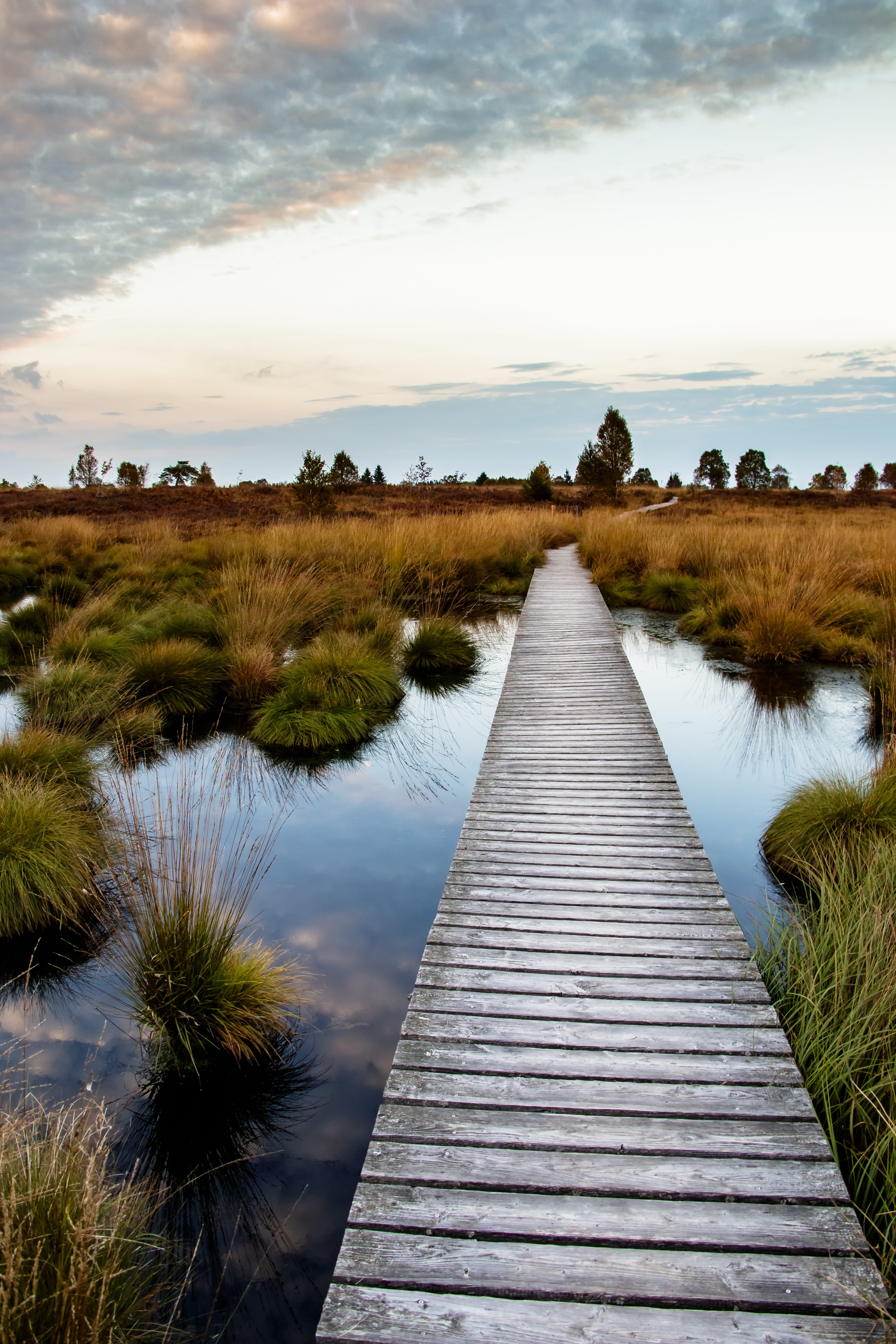 nature reserve, nature, wood paneling, beauty in nature, belgium, high veen, angle, scenics - nature, wetlands, tranquility, sky, nature conservation, brown, Phone HD Wallpaper
