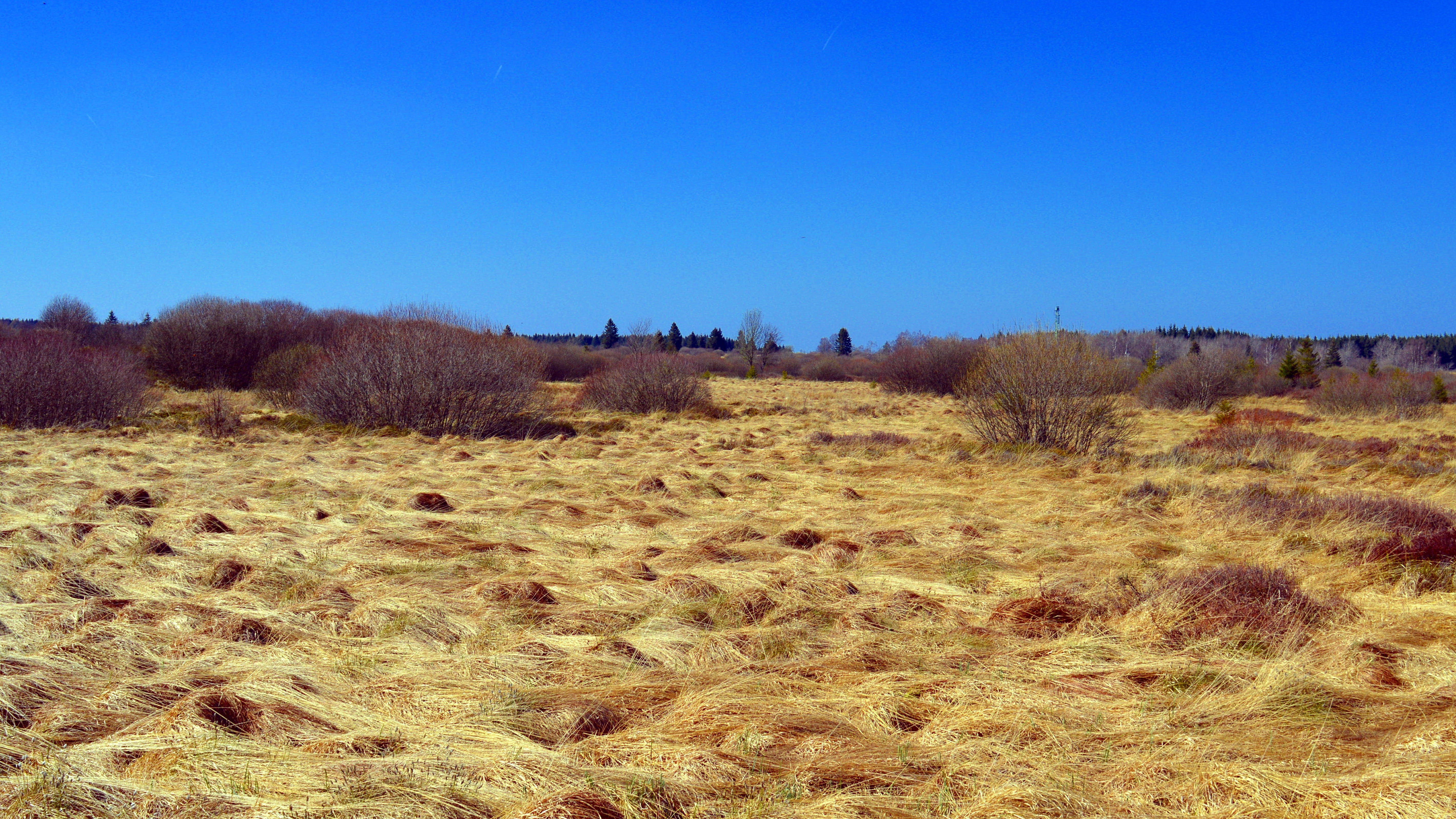 swamp, national park, blue, moor, mood, farm, moist, environment, dry, wetland, prairie, nature, sunny, field, belgium, clear sky, wetlands, outdoors, wide, HD Wallpaper