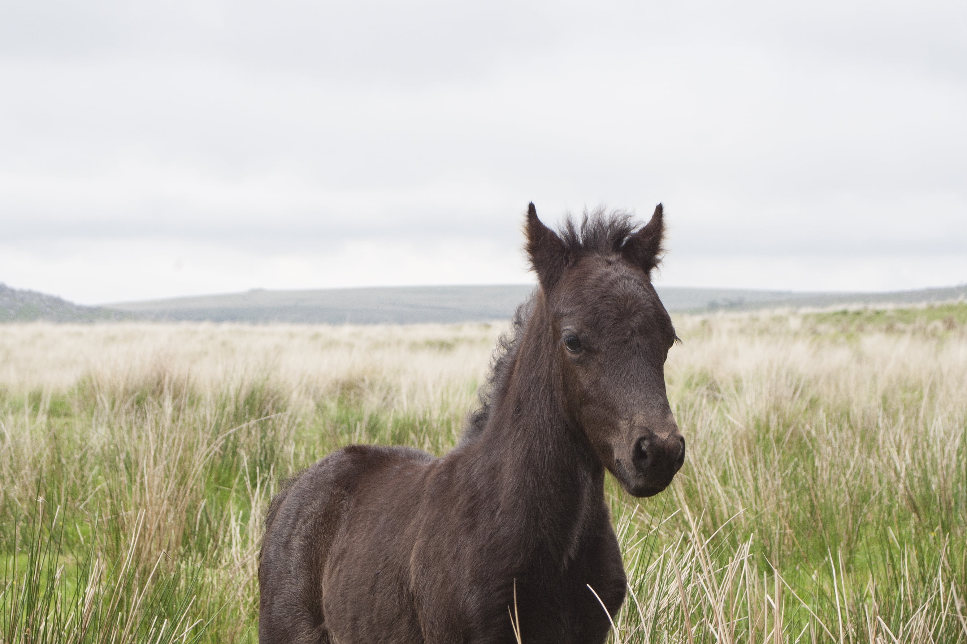 pets, herbivorous, wild, animal wildlife, foal, grasses, moorland, land, england, moor, nature, leaf, one animal, field, park, countryside, terrain, sky, HD Wallpaper