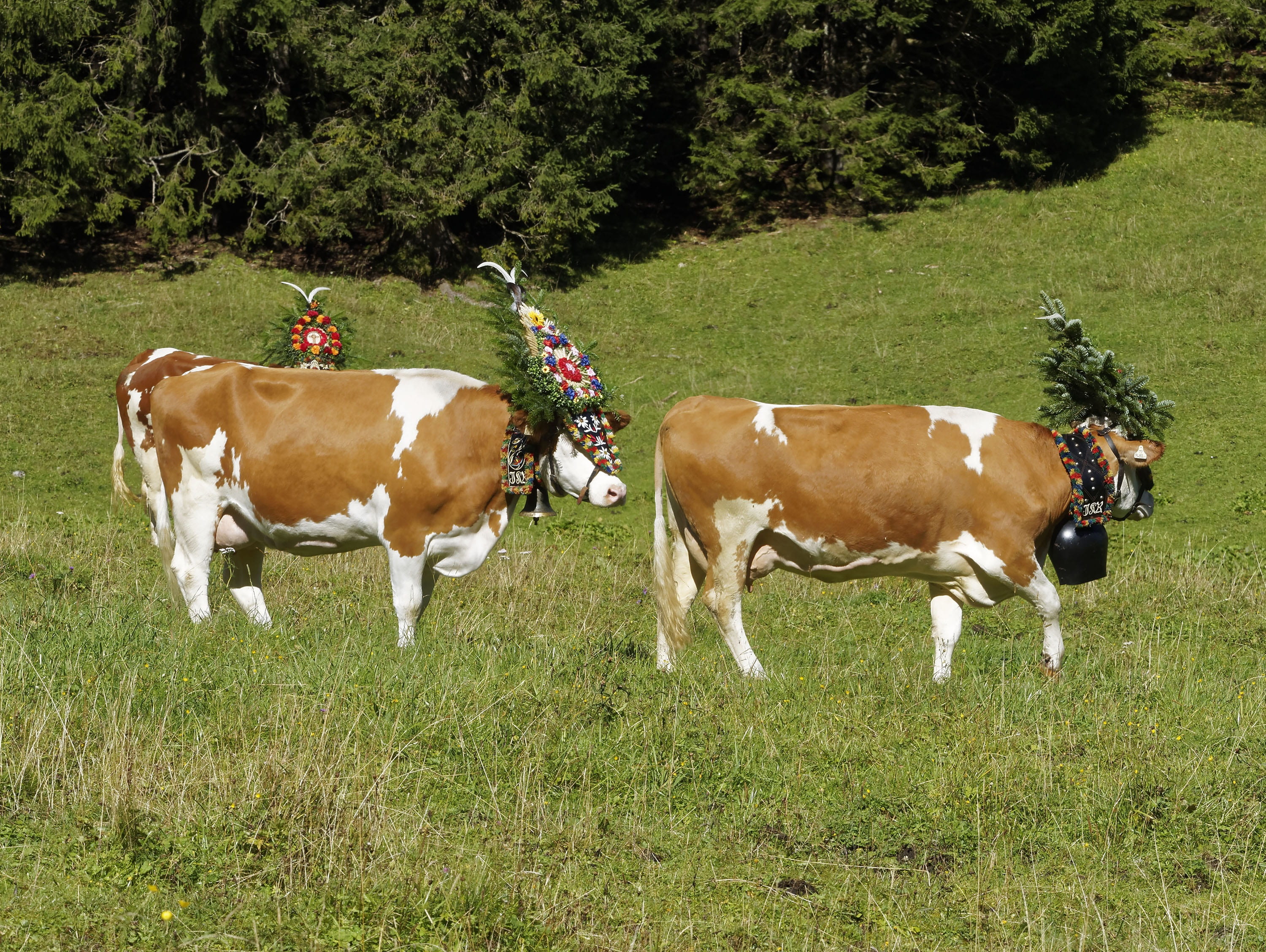 herbivorous, nature, 2K, transhumance, karwendel, domestic, vertebrate, no people, animal, animals, growth, animal themes, tradition, livestock, green color, HD Wallpaper
