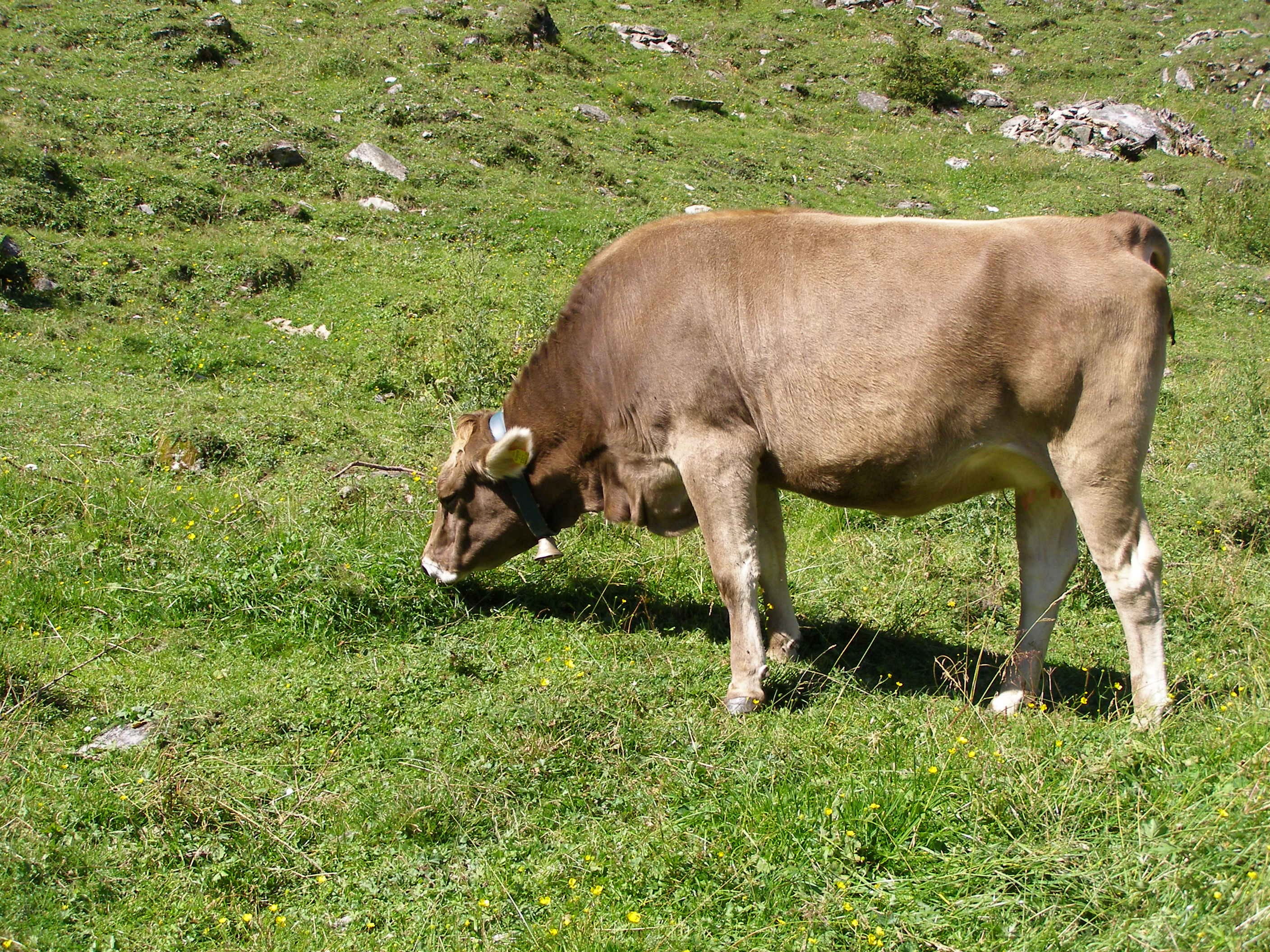 pets, no people, animal, nature, mammal, 2K, livestock, Meadow, grazing, meadow, green color, herbivorous, grass, karwendel mountains, cattle, Alm, eat, HD Wallpaper