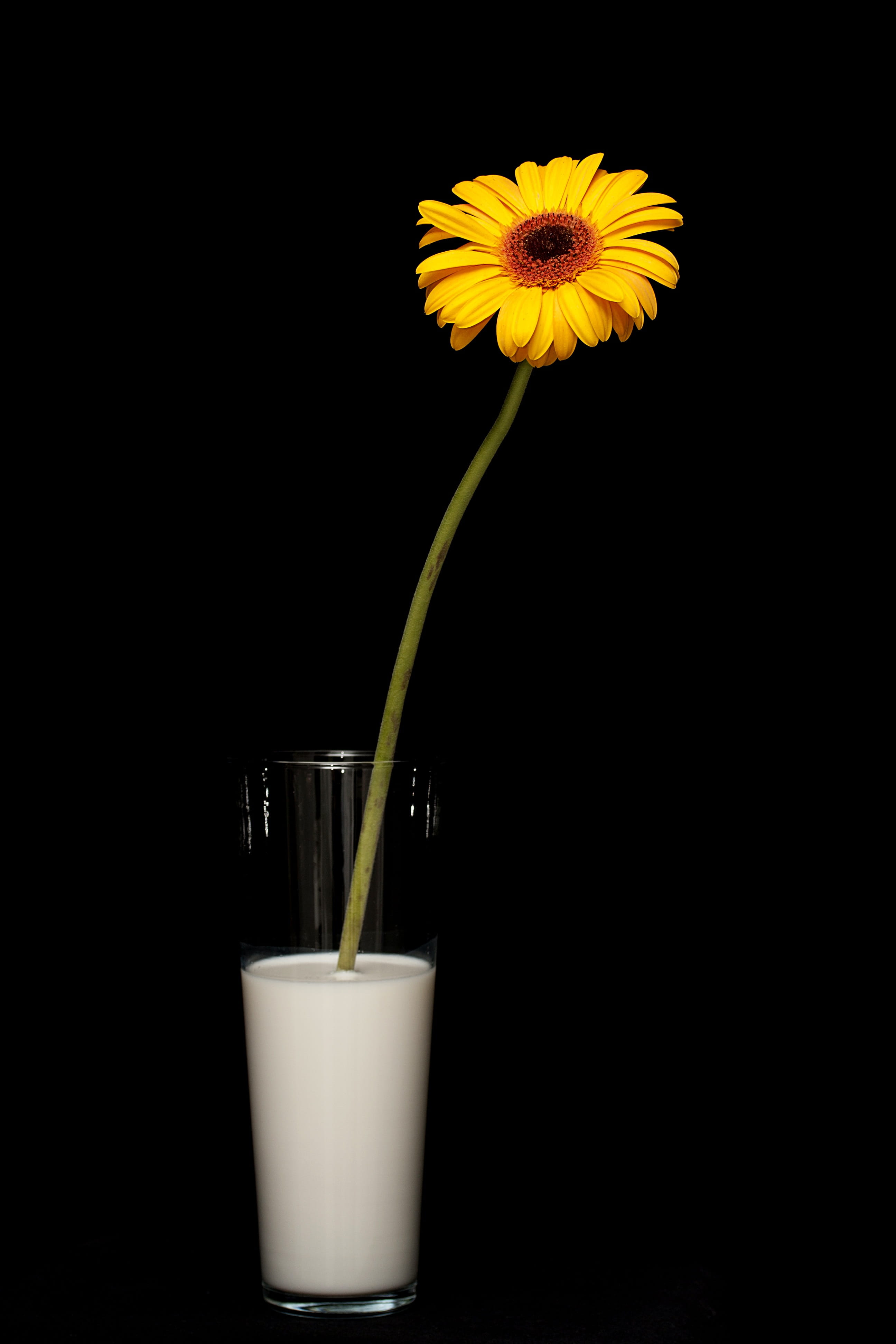 growth, 4K, vulnerability, milk, Flower, spring flowers, flowering plant, Nature, summer flower, beautiful, beauty in nature, vase, calcium, close-up, Phone HD Wallpaper