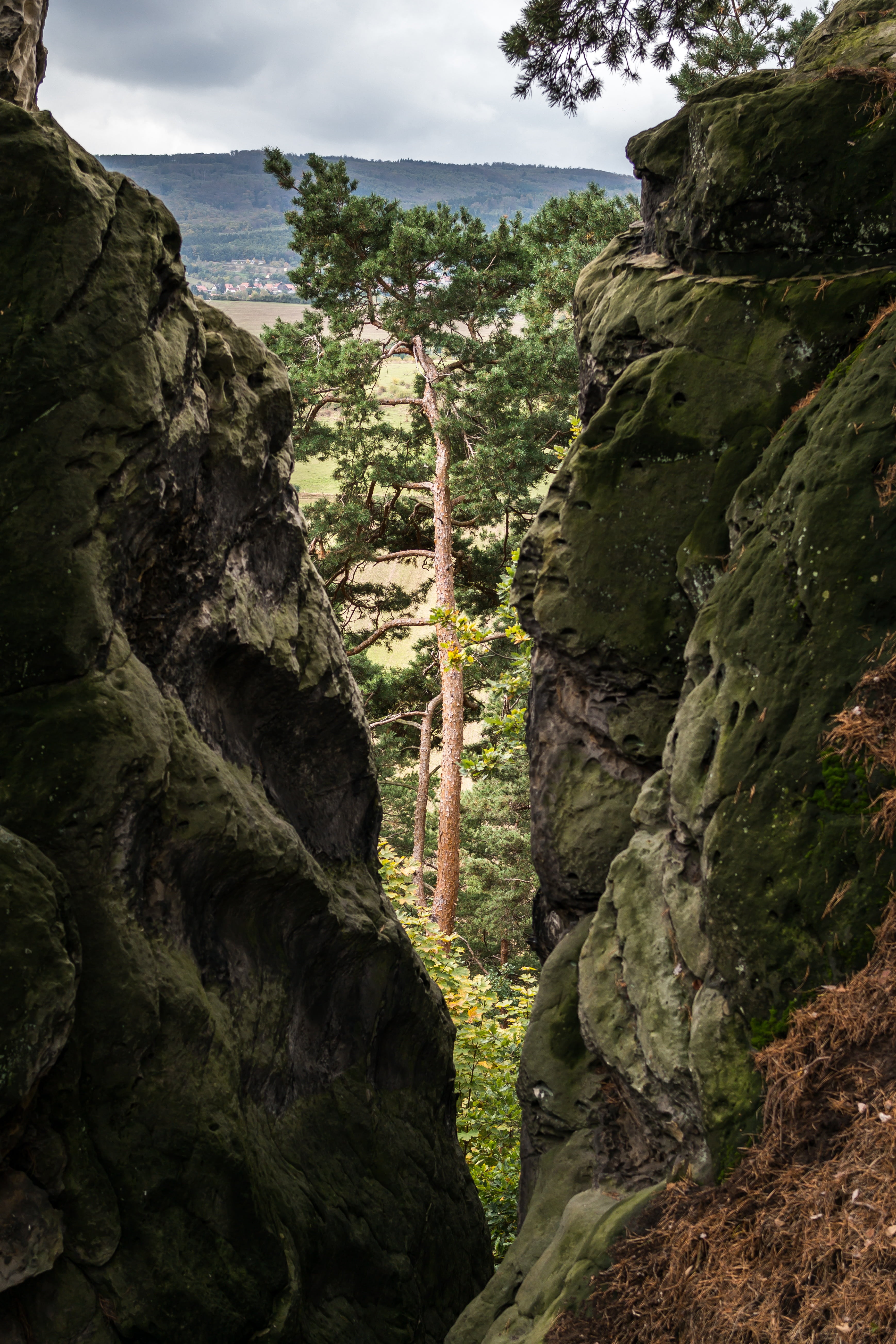 view, cliff, devils wall, crevice, outdoors, tree, mountain, by looking, rock formation, beauty in nature, environment, rock, pine, rock - Object, no people, Phone HD Wallpaper