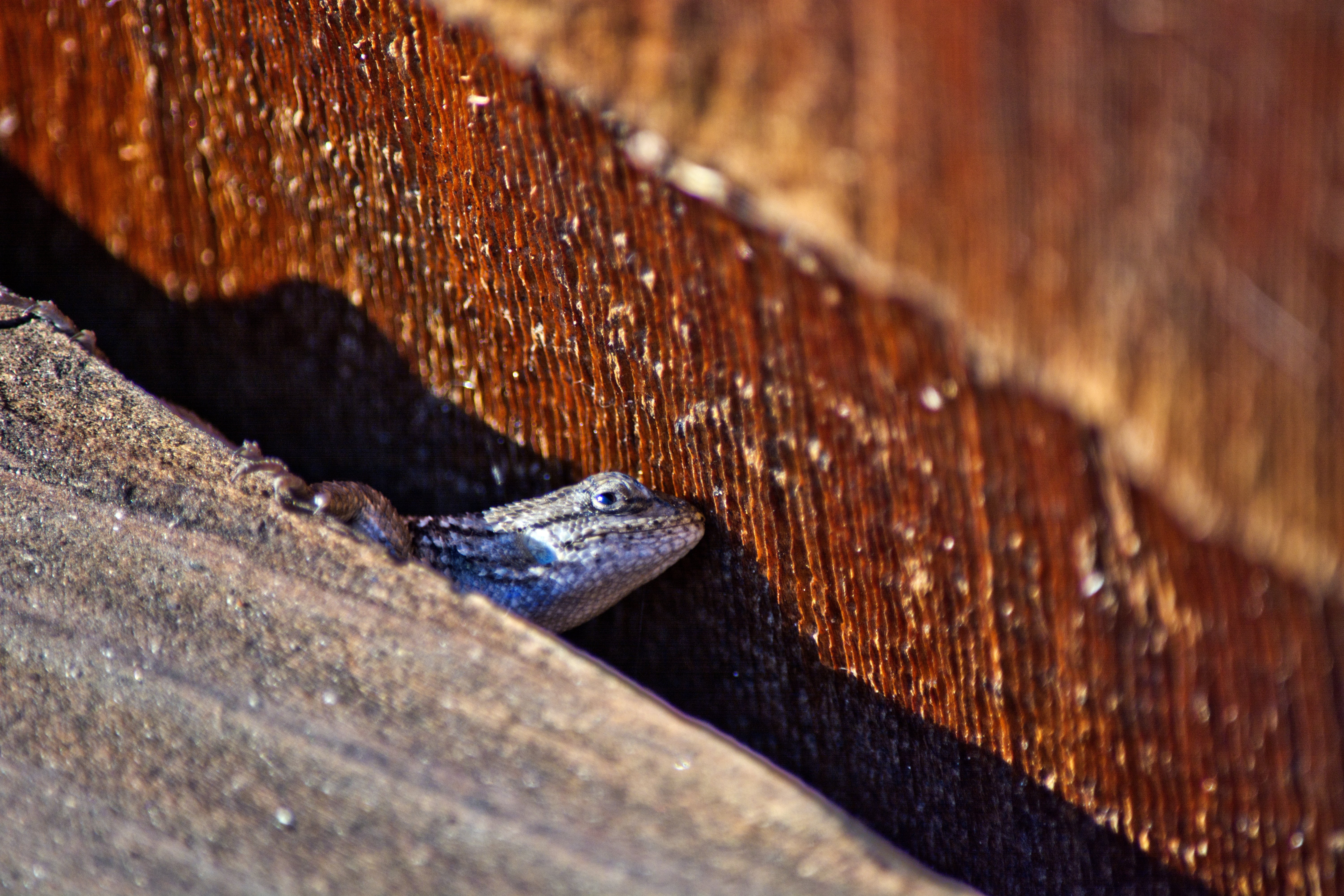 vertebrate, hiding, animal scale, crack, lizard, high angle view, head, close-up, animal, outdoors, small, animal wildlife, wood - material, wild, creature, HD Wallpaper