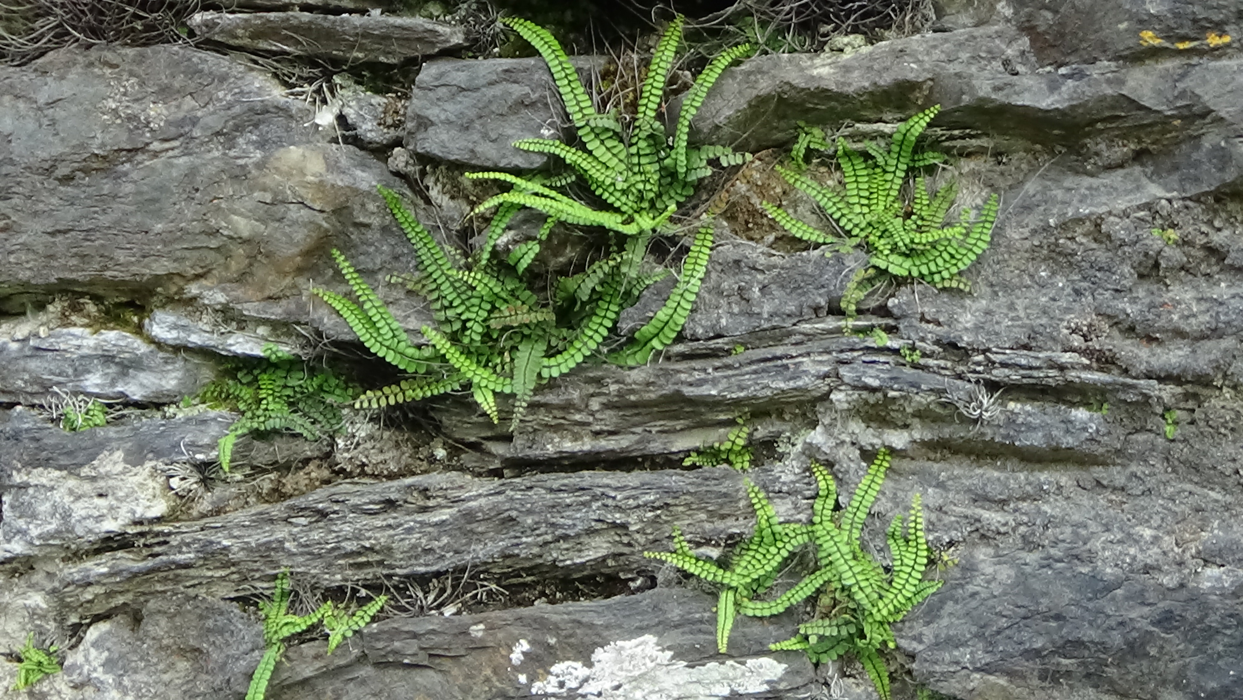 crevices, rock - object, leaf, nature, no people, growth, day, fern, plant, tree trunk, wall, outdoors, beauty in nature, trunk, wall - building feature, HD Wallpaper