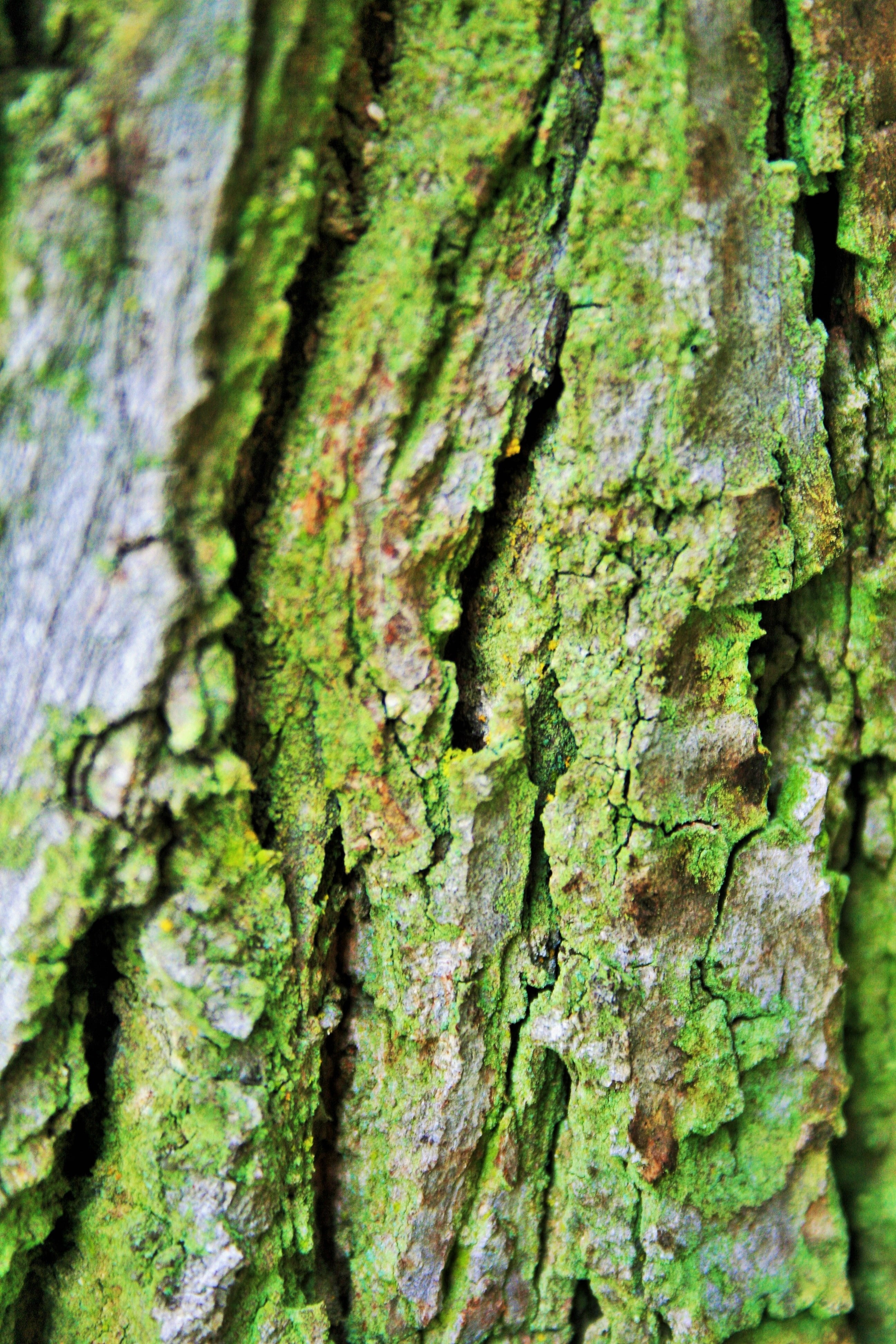 lichen, green, growth, green color, weathered, trunk, day, outdoors, 4K, tree, tree trunk, selective focus, close-up, no people, tree bark, crevices, textured, Phone HD Wallpaper