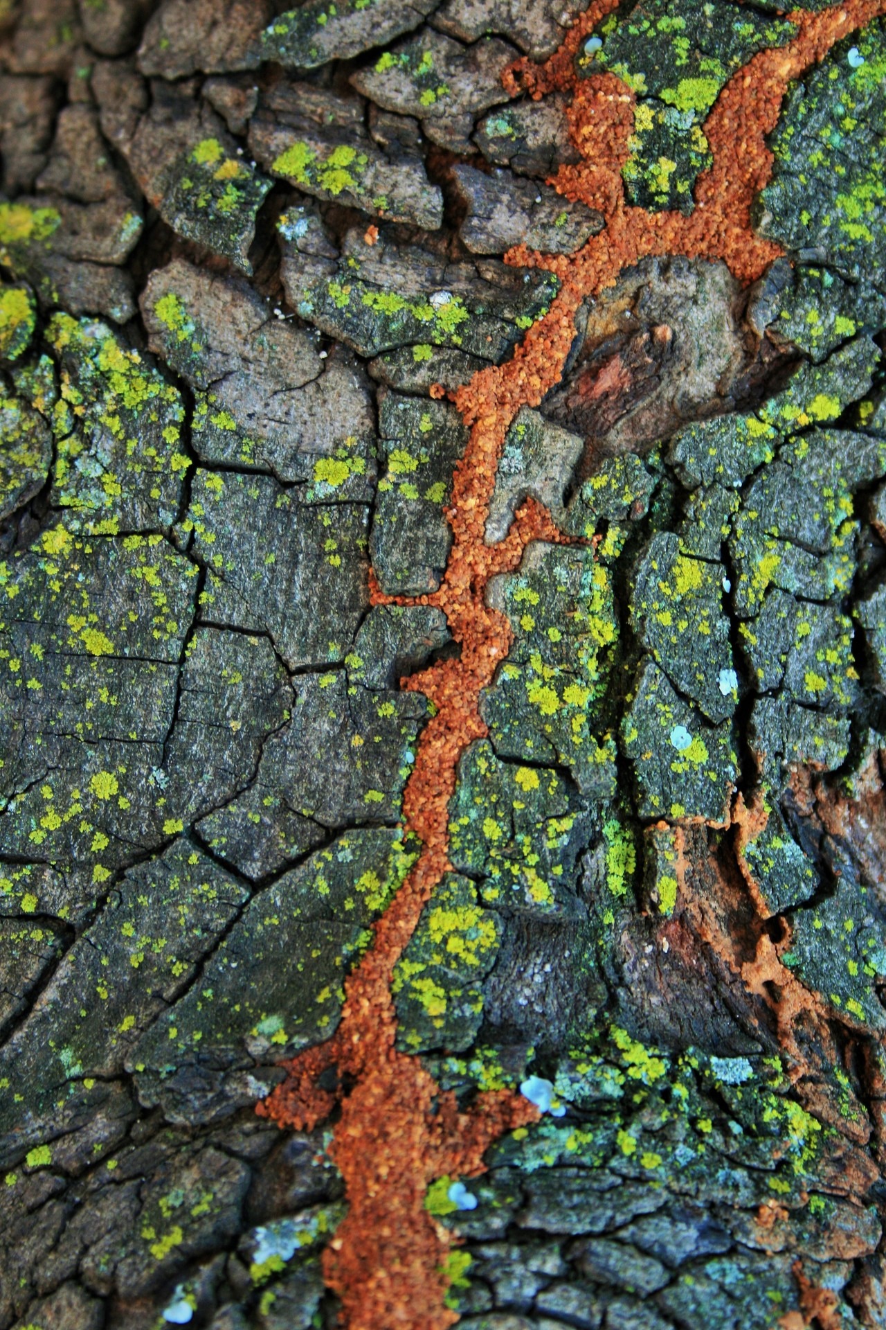 full frame, nature, weathered, plant, green color, growth, soil, backgrounds, bark, red, no people, day, rough, moss, tree trunk, close-up, textured, lichen, Phone HD Wallpaper