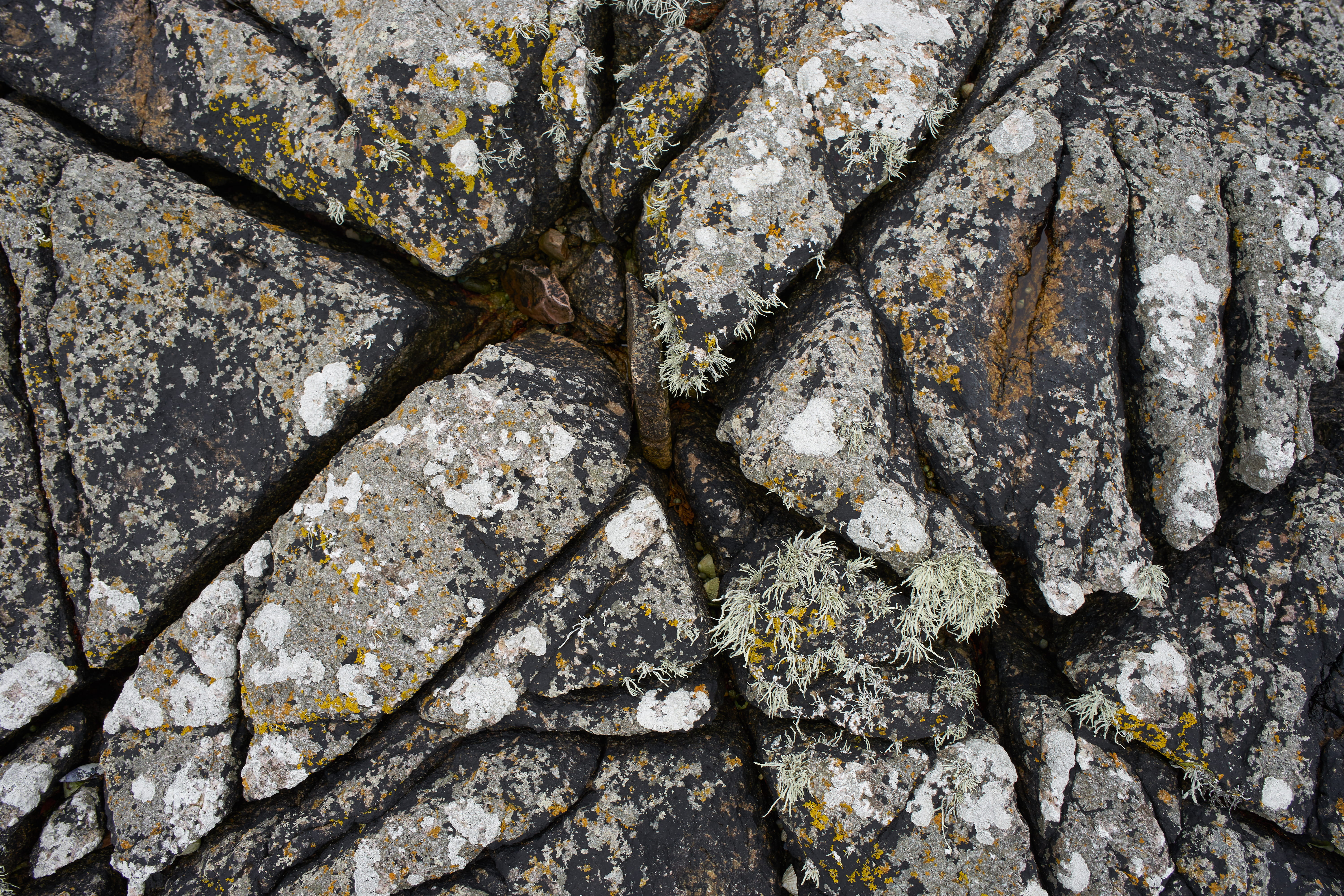pattern, rough, textured, crevices, no people, 5K, close-up, backgrounds, growth, natural pattern, plant, boulder, trunk, rock, tree, lichen, outdoors, HD Wallpaper