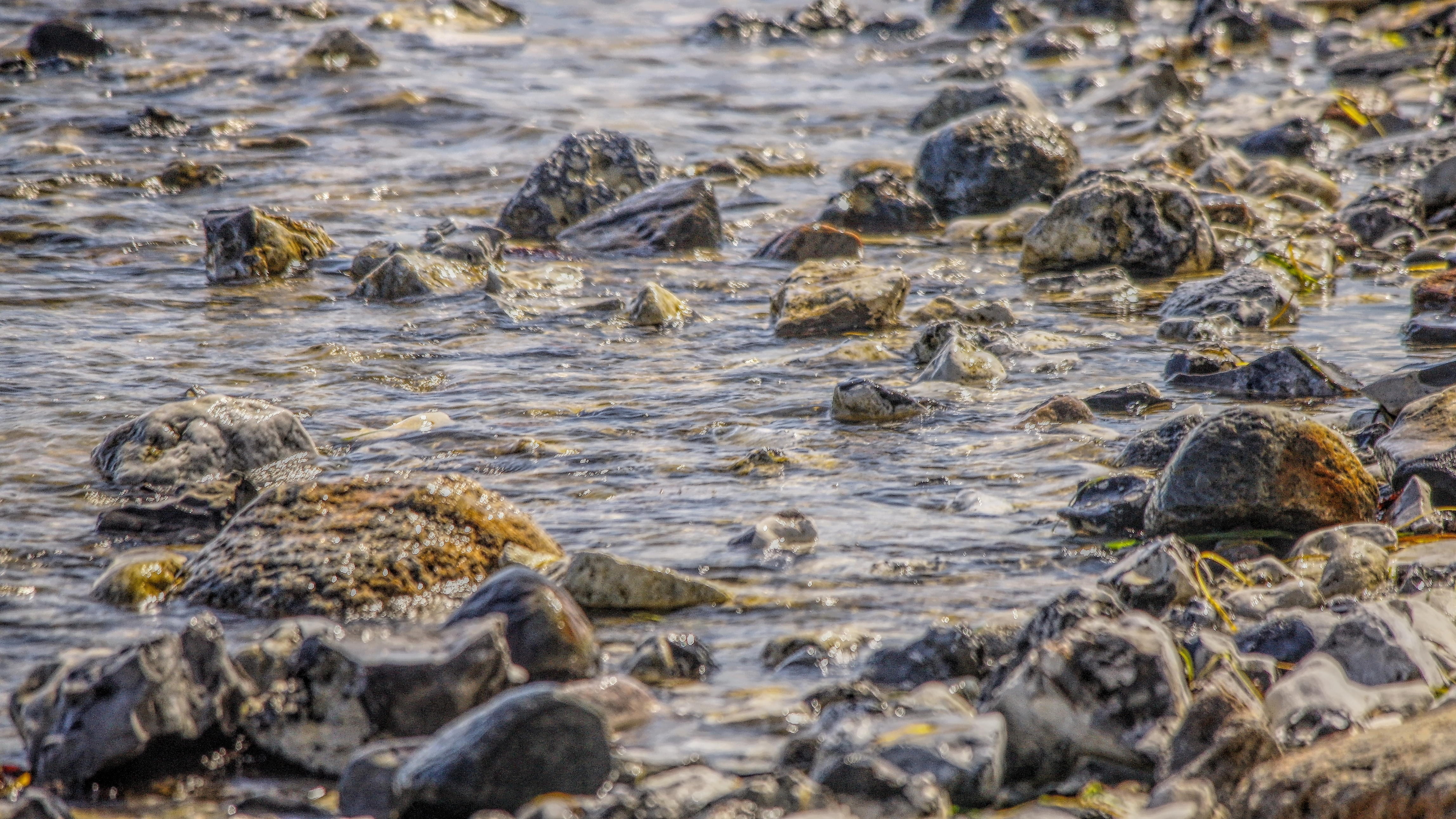 animals in the wild, mountain, 4K, animal wildlife, group of animals, cliff, reptile, foam, grass, sea, rock, sweden, marine, underwater, stones, härjedalen, HD Wallpaper