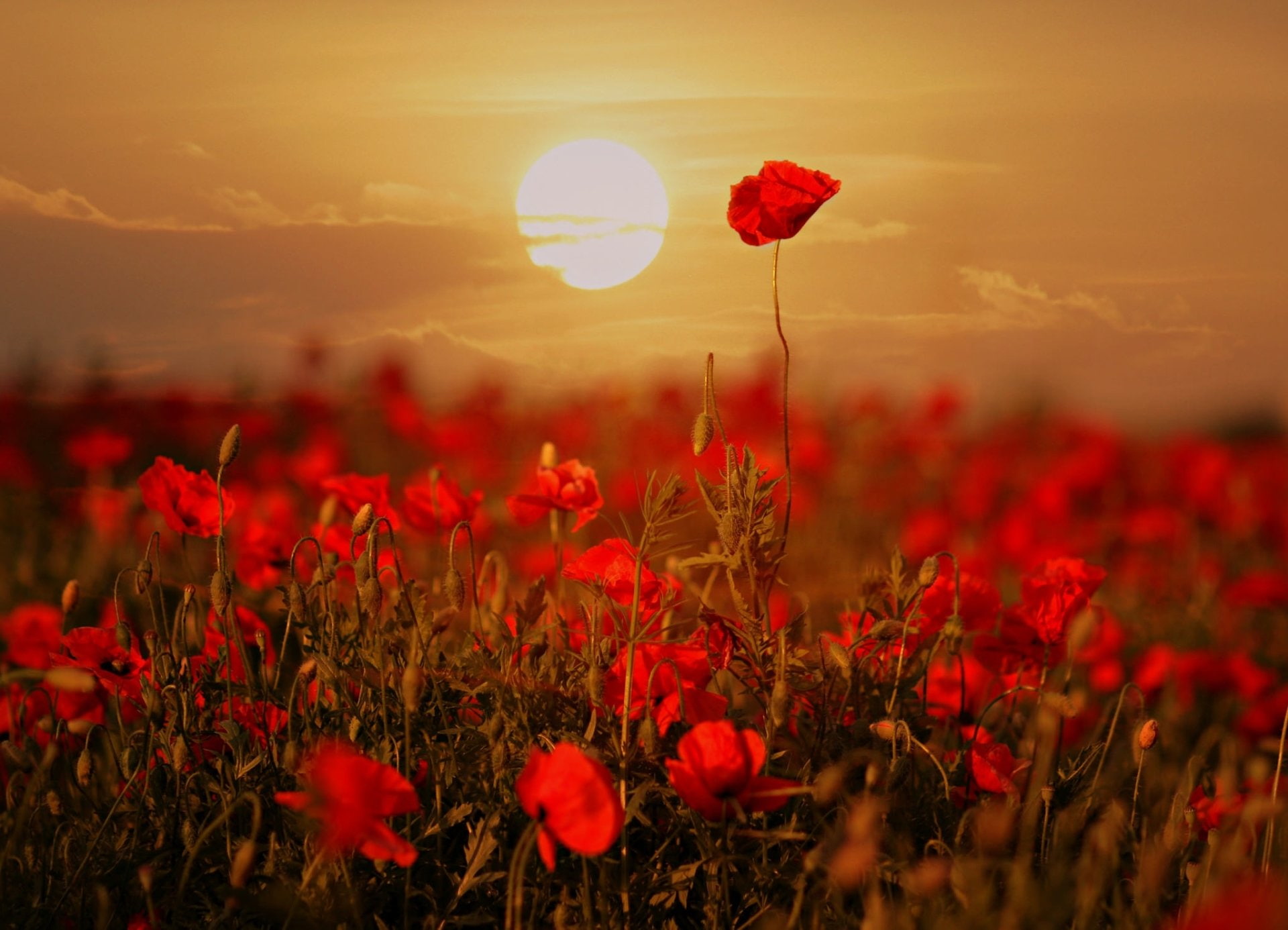 Flower, 1080P, Sunrise, Poppy, Flowers, Summer, Red Flower, Nature, HD Wallpaper