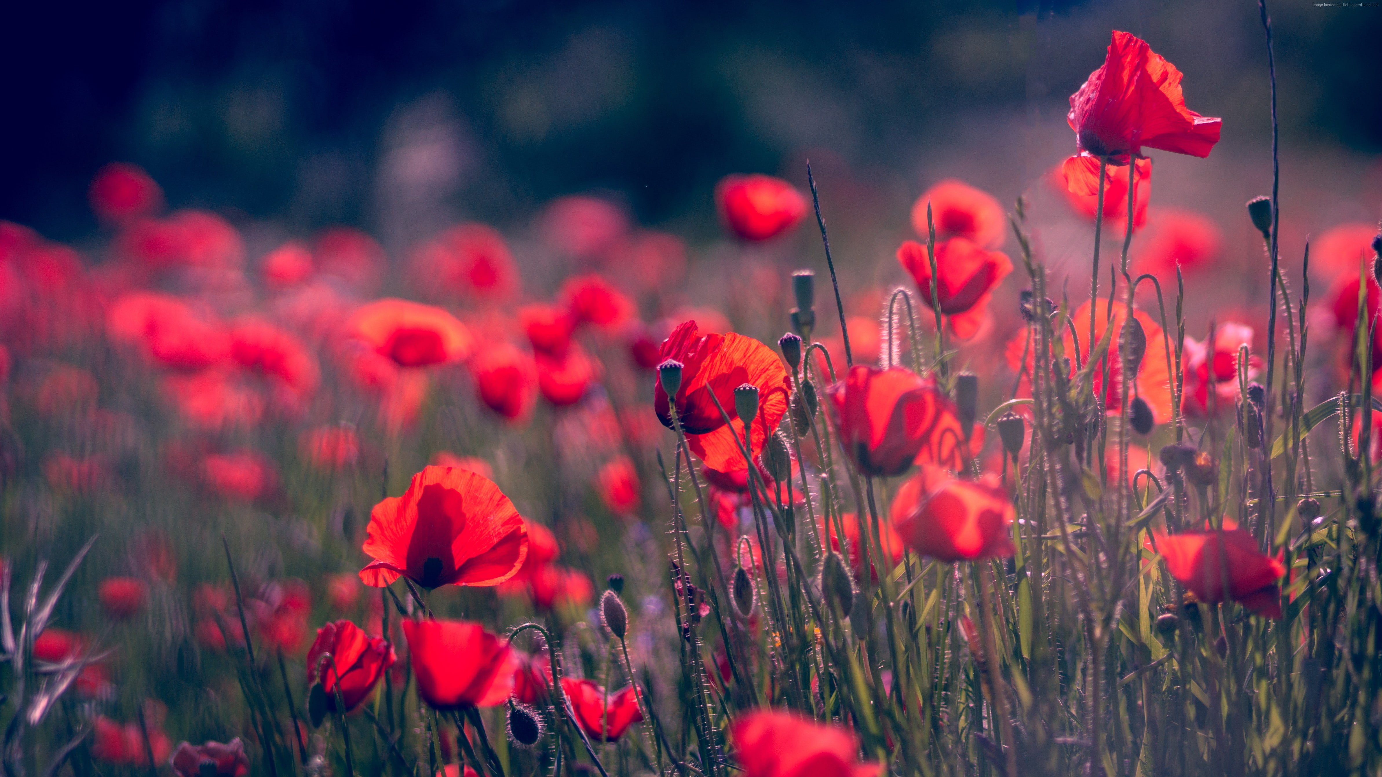 Red Flower, 4K, 4K, 5K, Poppy, Summer, HD Wallpaper