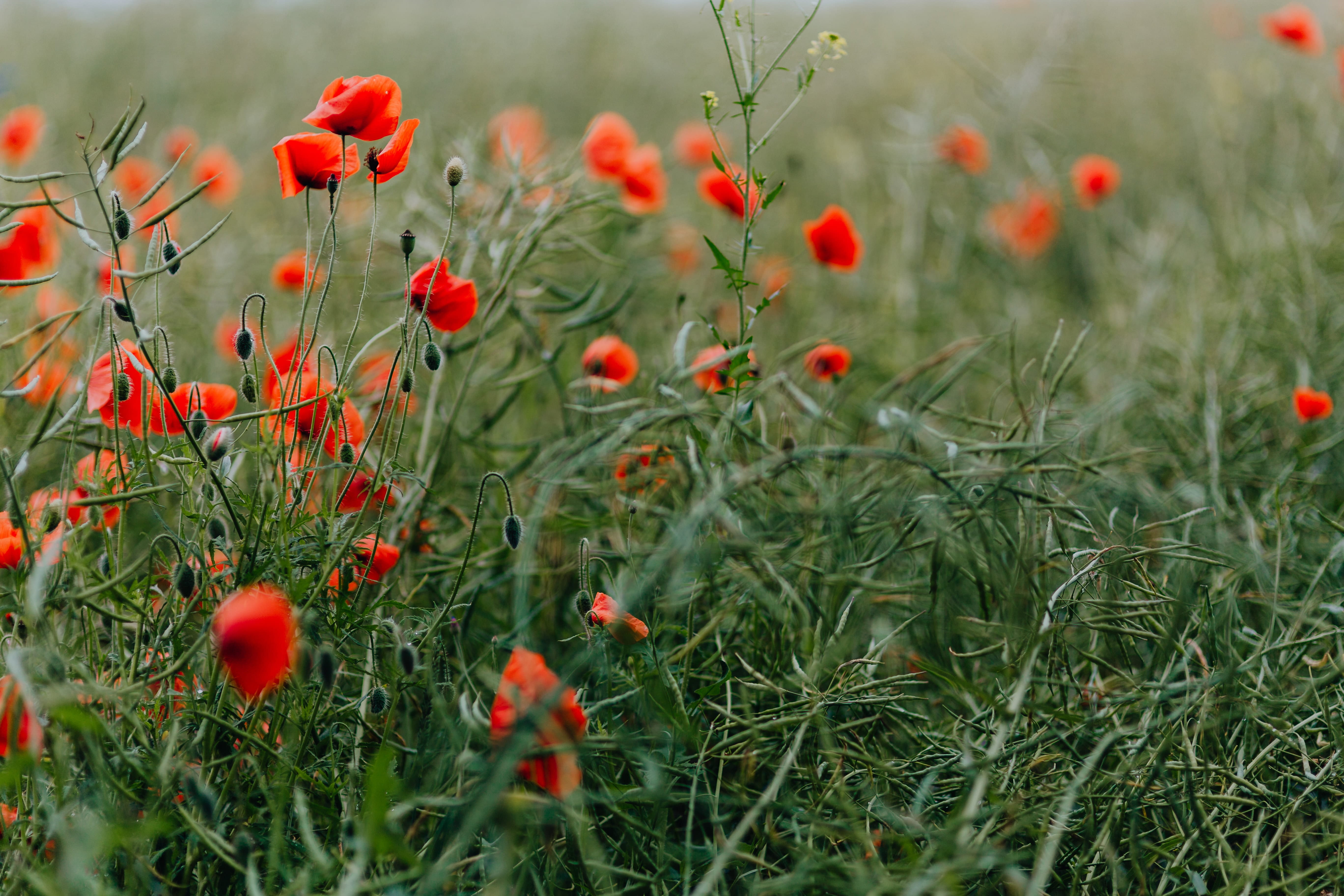 poppy, plant, food, selective focus, environment, no people, day, landscape, bloom, nature, summer, 5K, green, outdoors, wild, wild flowers, growth, tranquility, HD Wallpaper