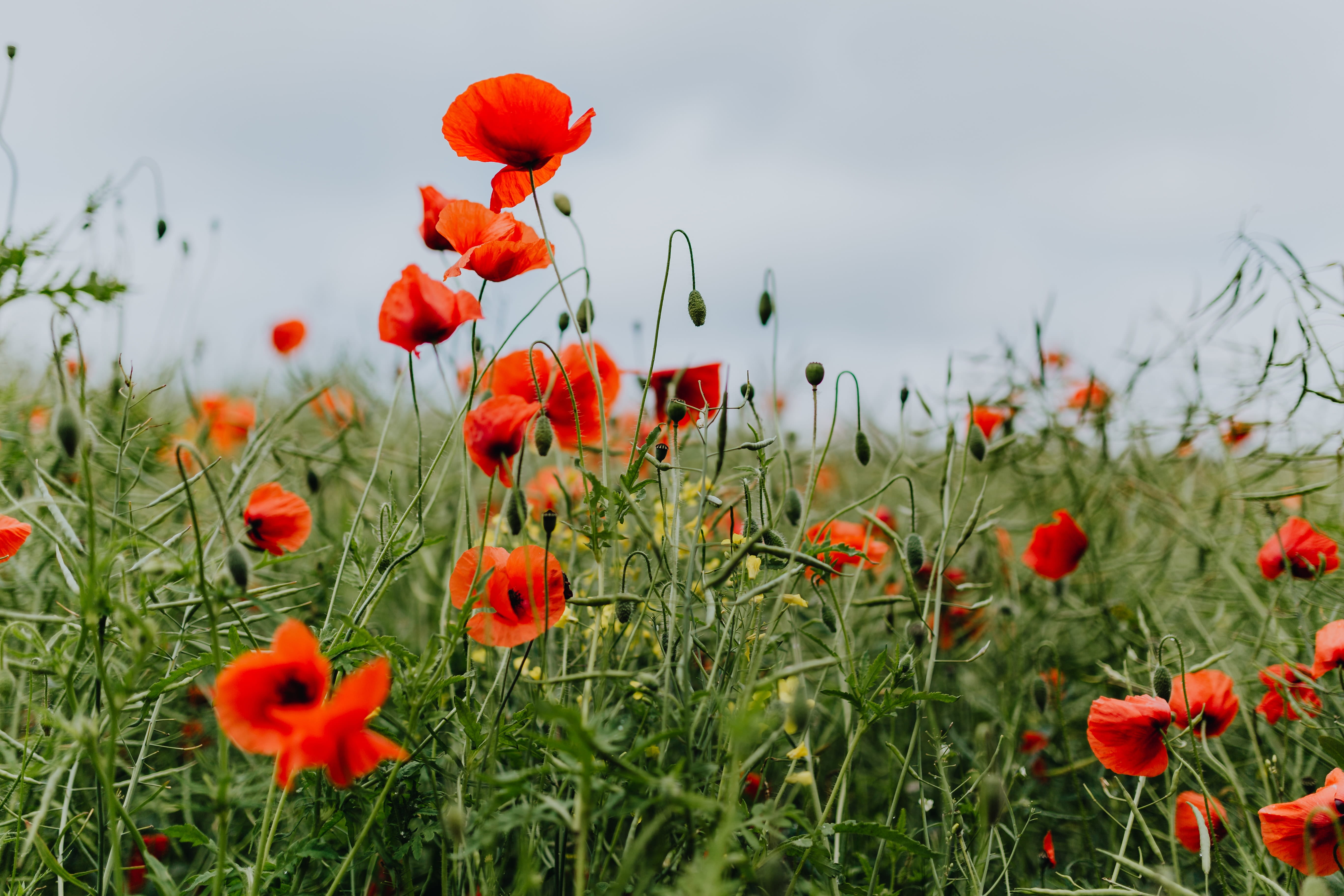 outdoors, sky, vulnerability, land, 5K, growth, nature, beauty in nature, flowers, freshness, poppy, red, no people, close-up, plant, field, inflorescence, HD Wallpaper