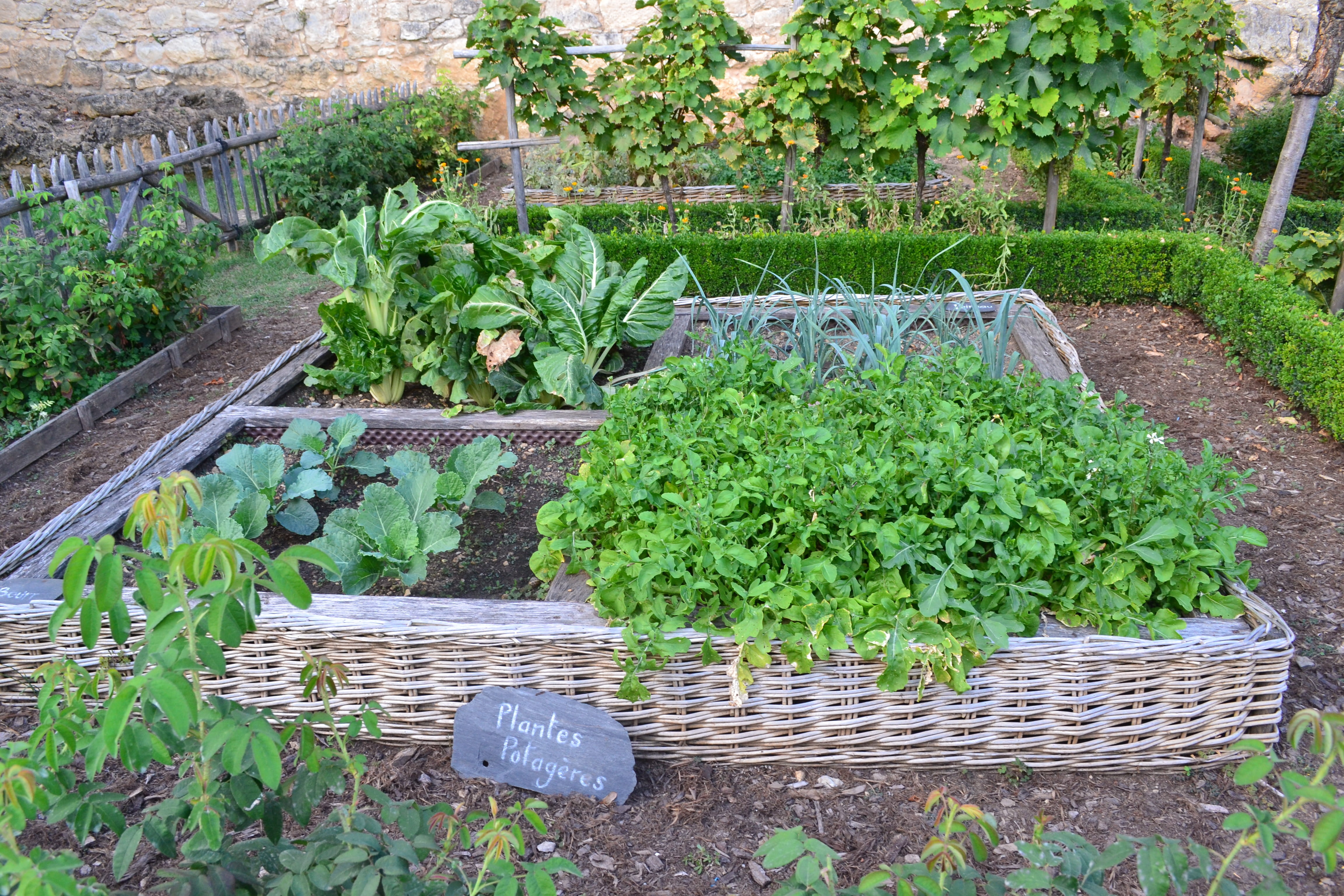 4K, healthy eating, lots, organic, green color, wellbeing, leeks, container, plant, freshness, chard, food and drink, herb, green, potted, cabbage, garden, HD Wallpaper