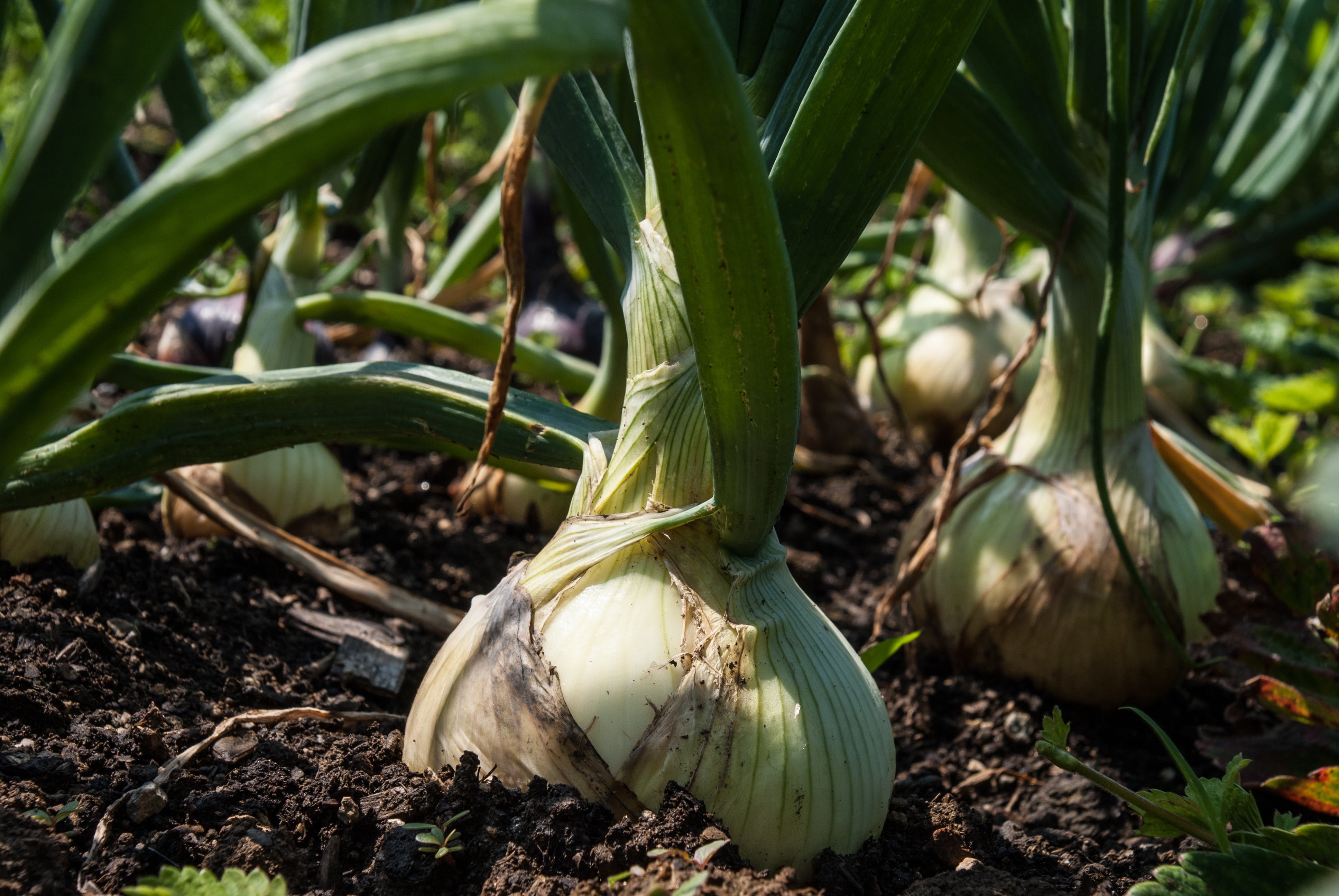 dirt, food, food and drink, field, land, freshness, 4K, nature, onion, vitamins, green color, plant, garden, day, close-up, no people, green, farm, vegetables, HD Wallpaper