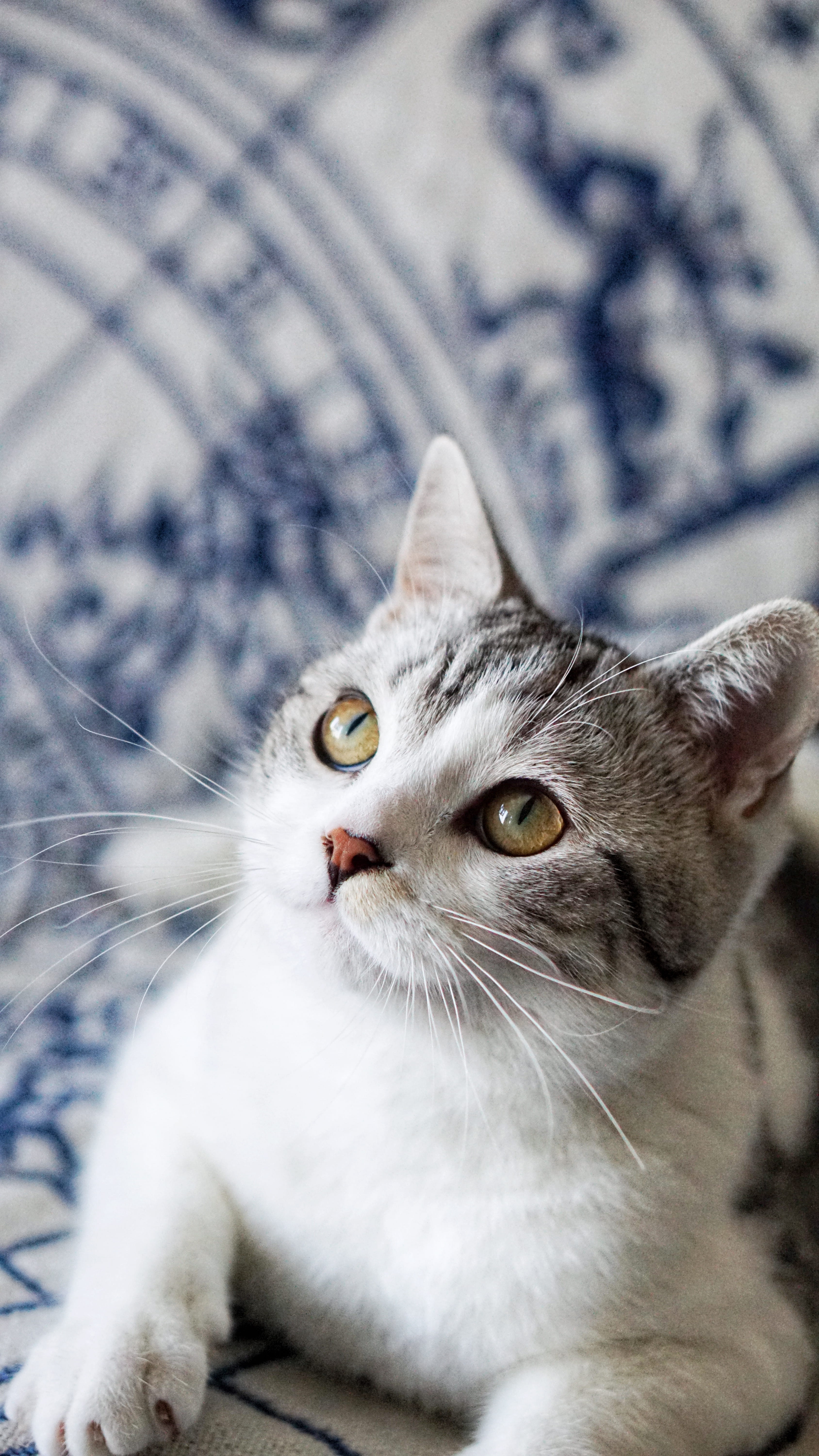 abyssinian, indoors, animal themes, plant, cat, angora, food, selective focus, grey, pet, animal eye, grain, animal head, siamese, vertebrate, gemstone, Phone HD Wallpaper