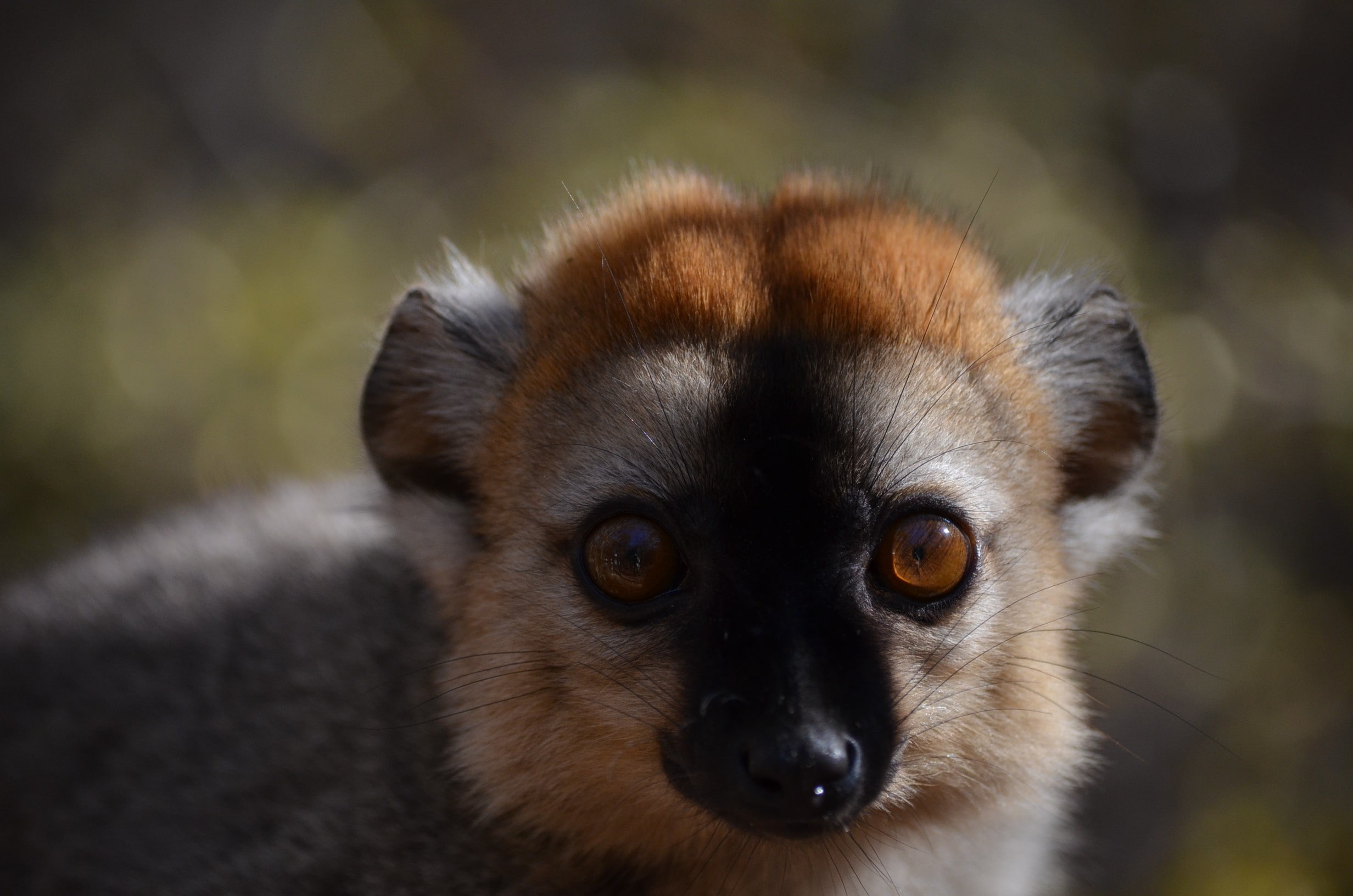 animal body part, portrait, apes, close-up, looking at camera, primate, animal eye, mammal, outdoors, yellow eyes, nature, one animal, 1080P, Madagascar, HD Wallpaper