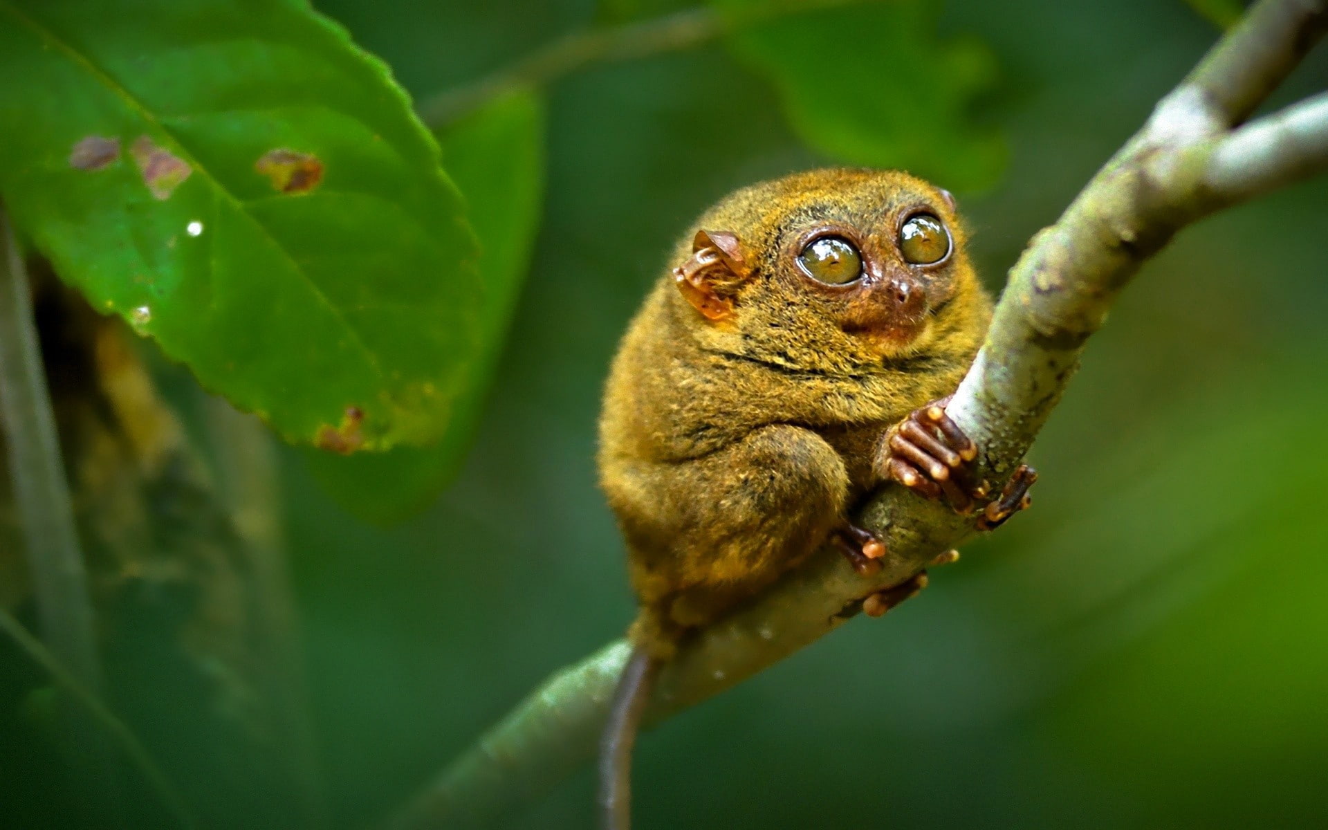 branch, lemurs, 1080P, animals, monkey, HD Wallpaper