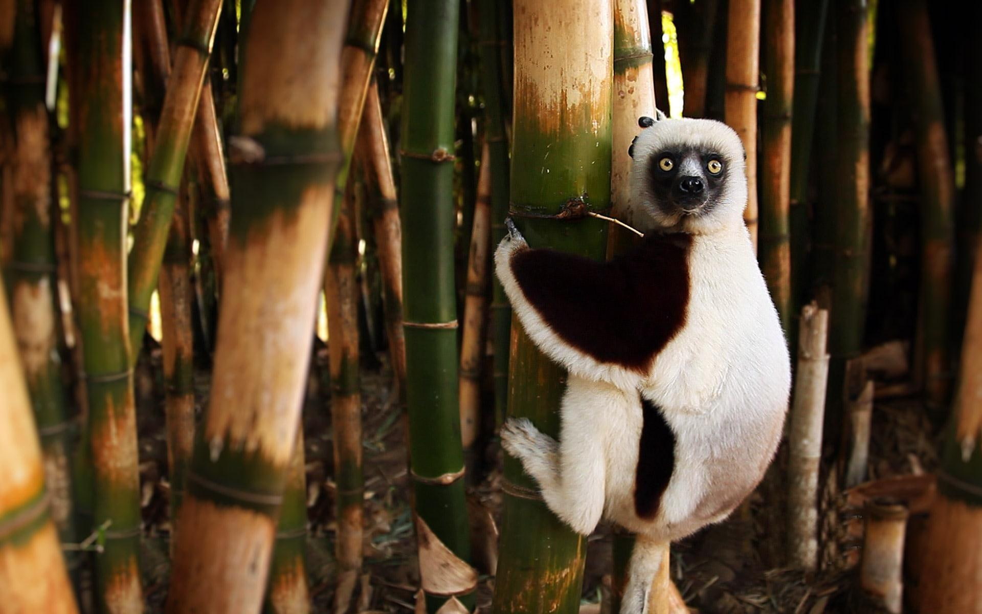 white, lemur, black, animals, animal, legged, tree, 1080P, four, HD Wallpaper