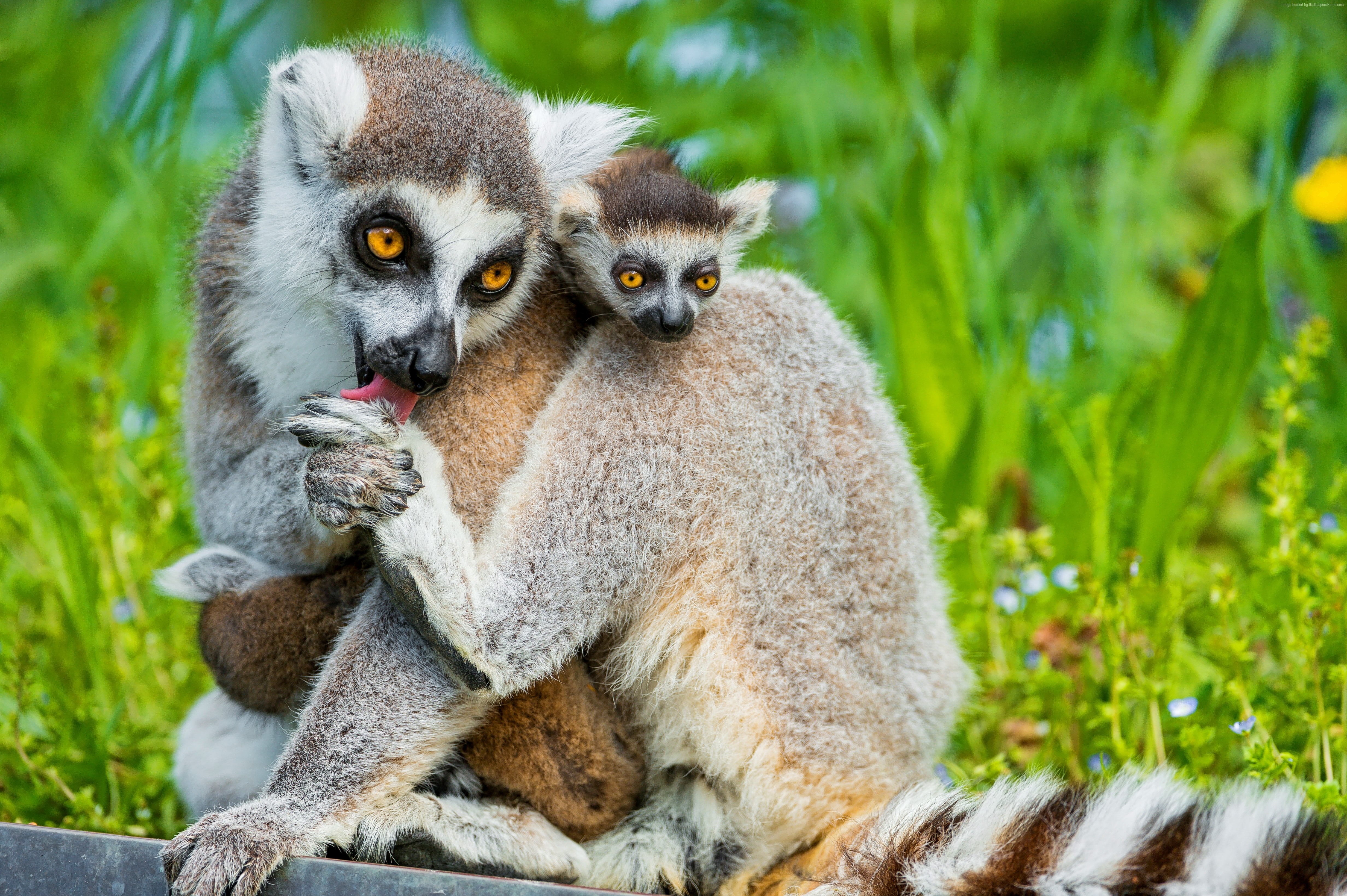 no people, day, nature, two animals, animal family, care, young animal, plant, animals, animals in the wild, outdoors, lemur, group of animals, mammal, HD Wallpaper